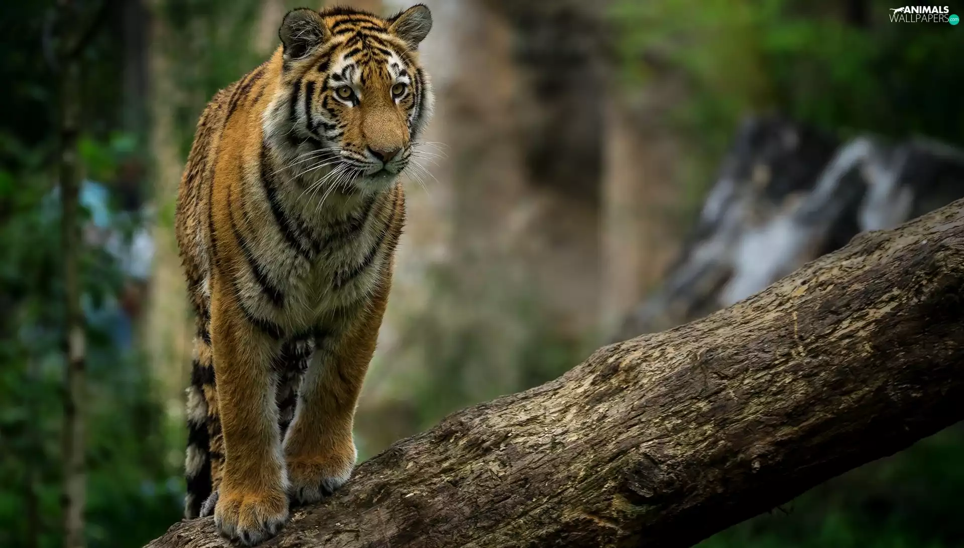 tiger, Lod on the beach