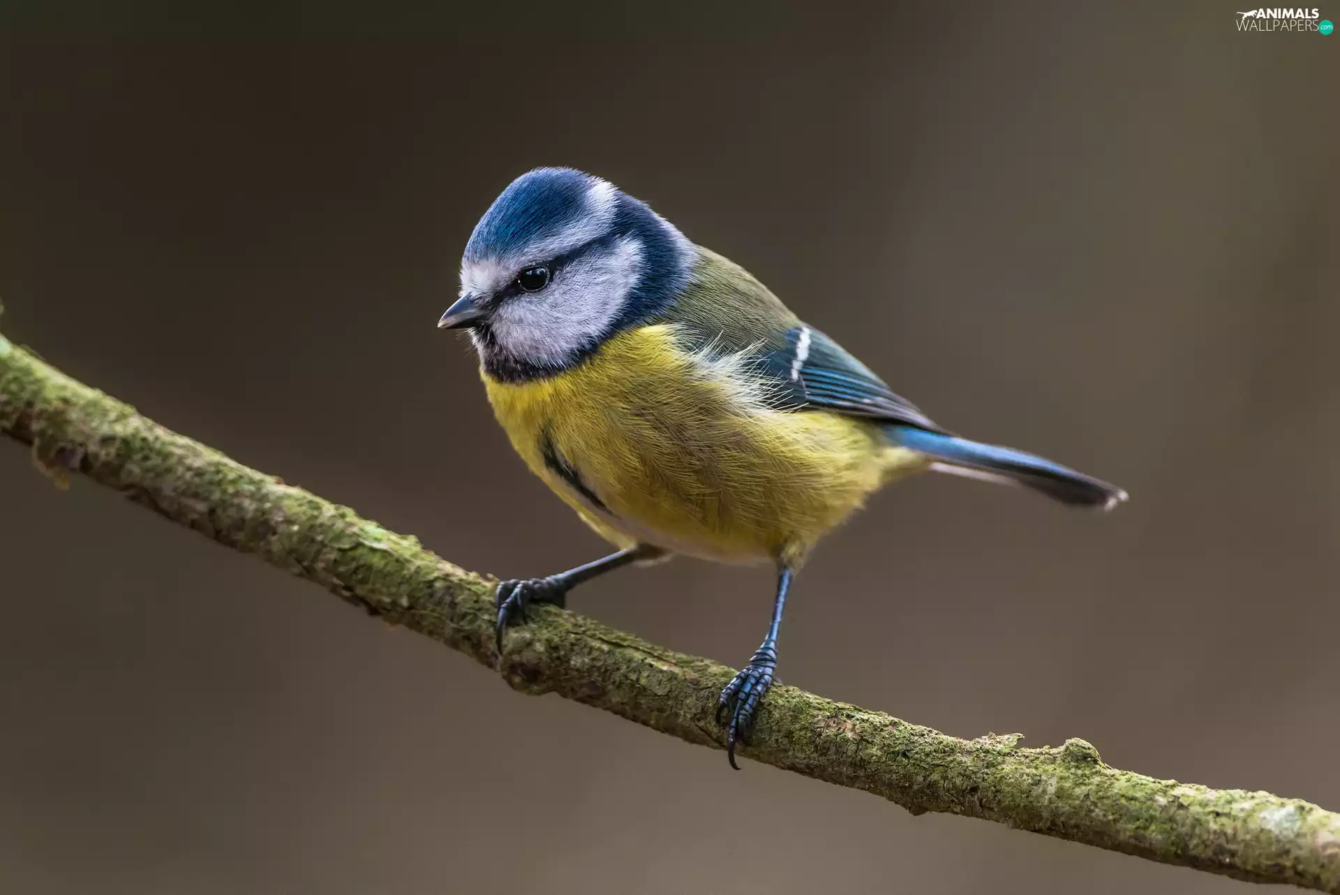 tit, Lod on the beach
