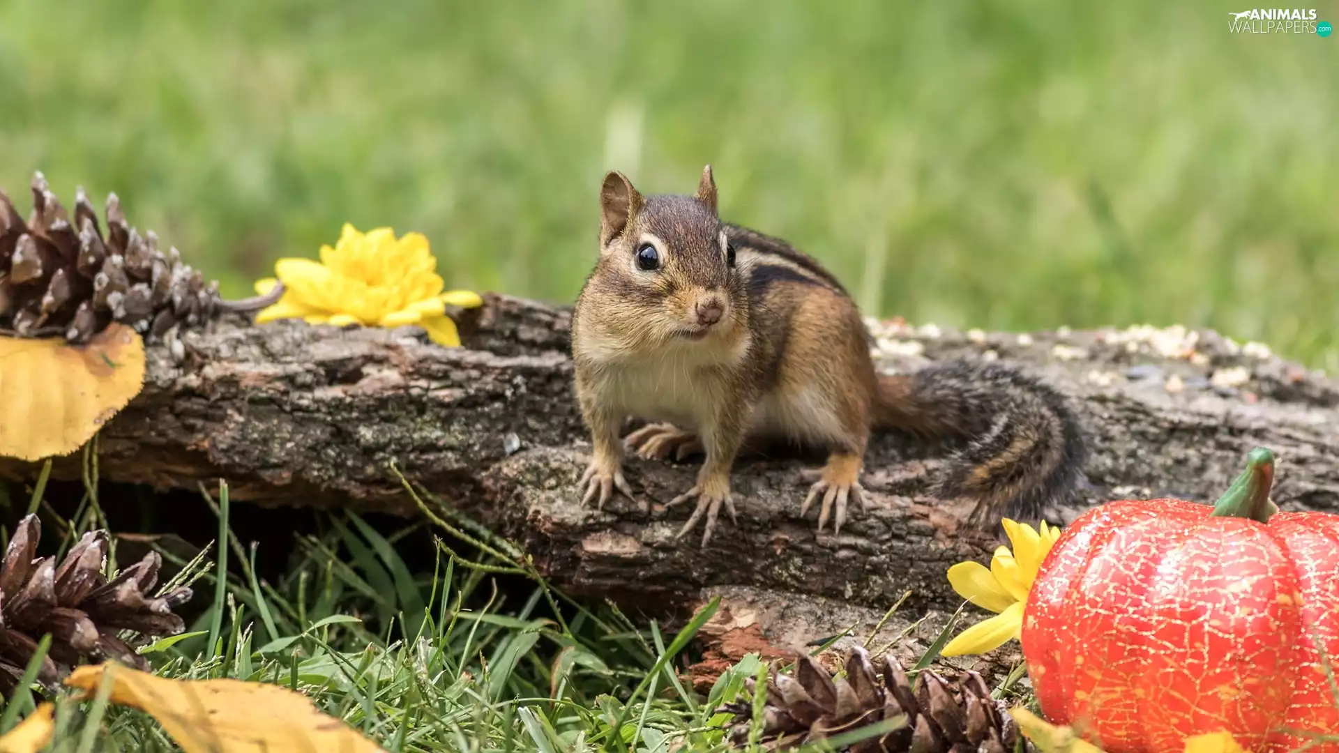 Chipmunk, Leaf, pumpkin, Lod on the beach