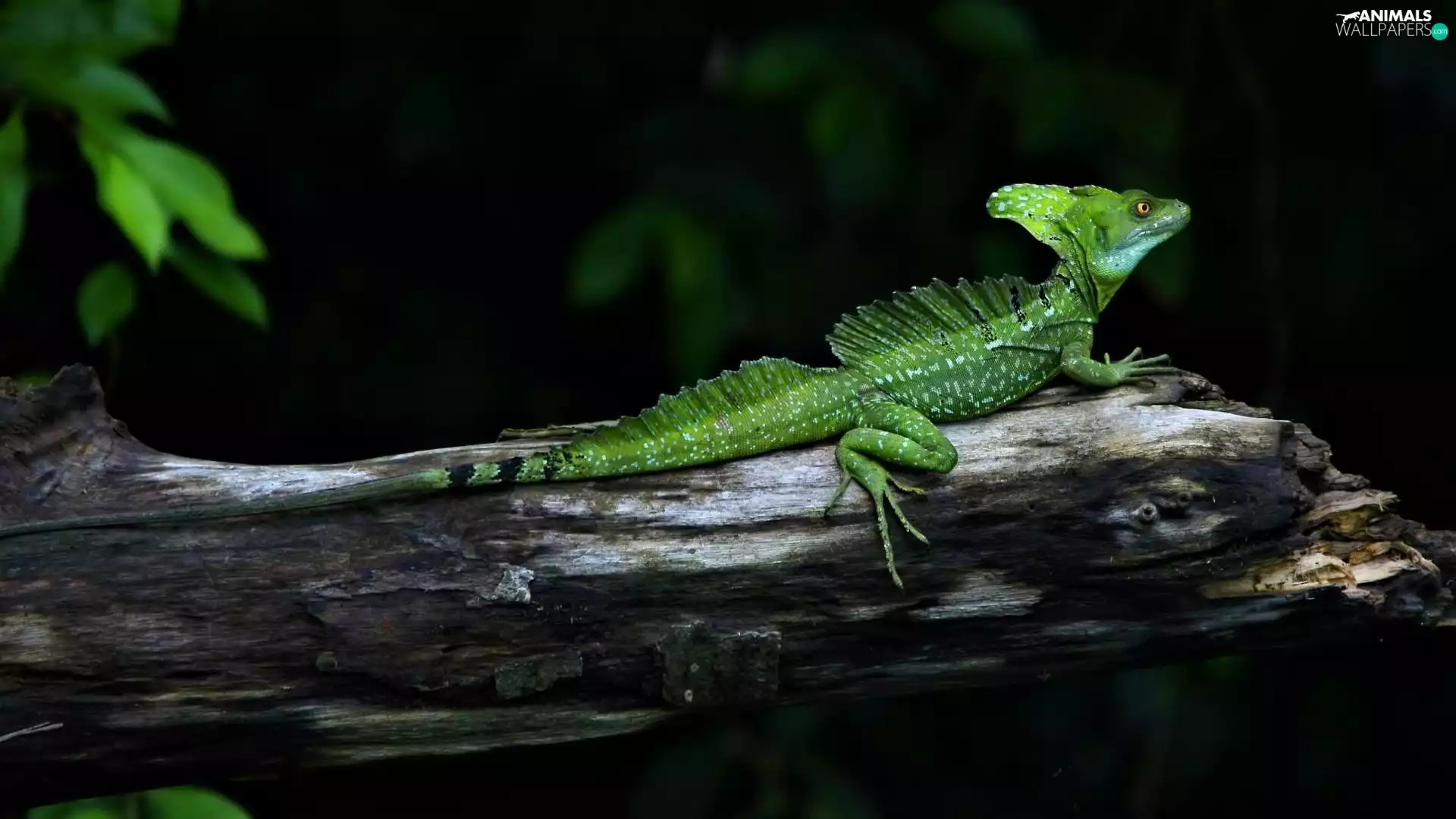 Lod on the beach, lizard, viewes, Plumed Basilisk, trees, Green