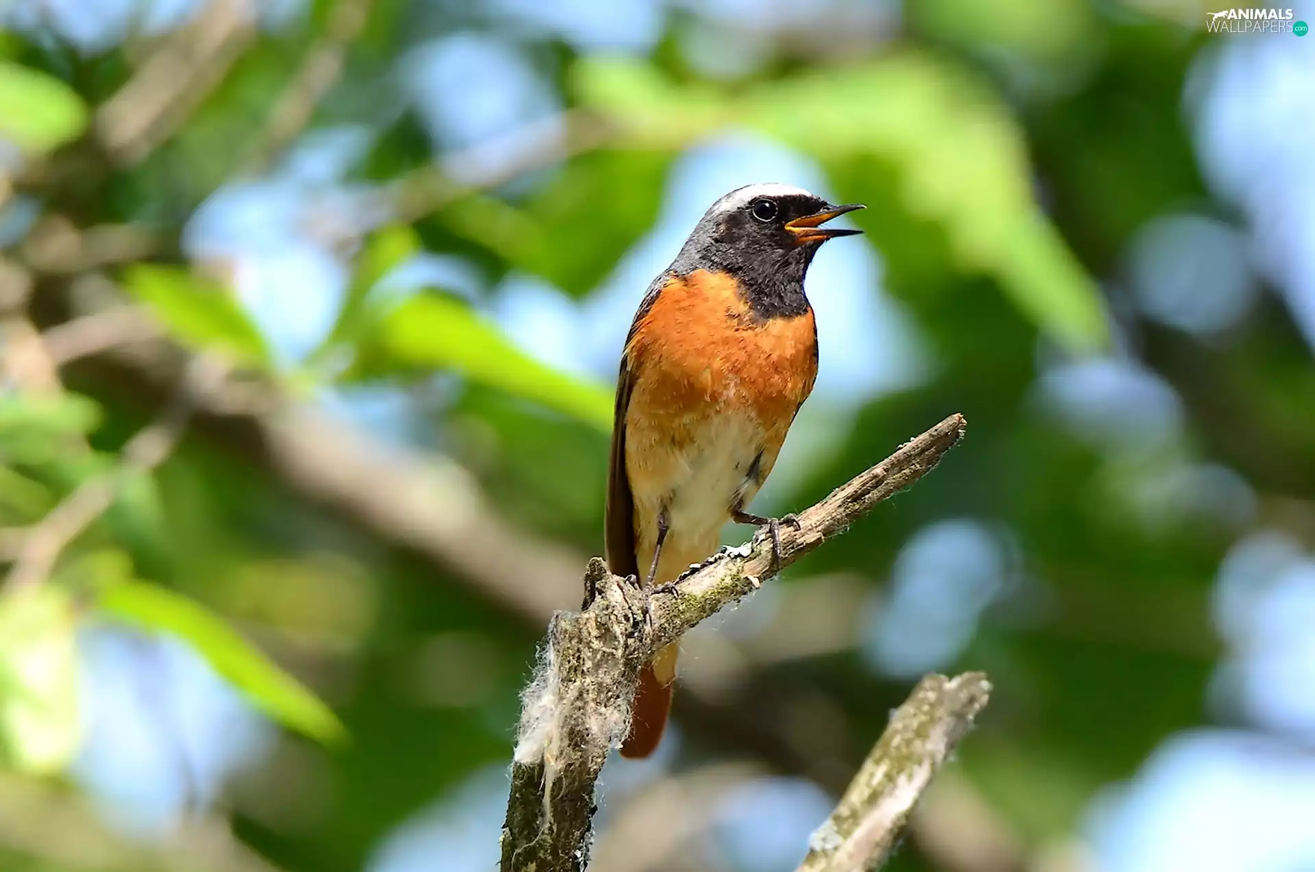 Bird, trees, viewes, Lod on the beach