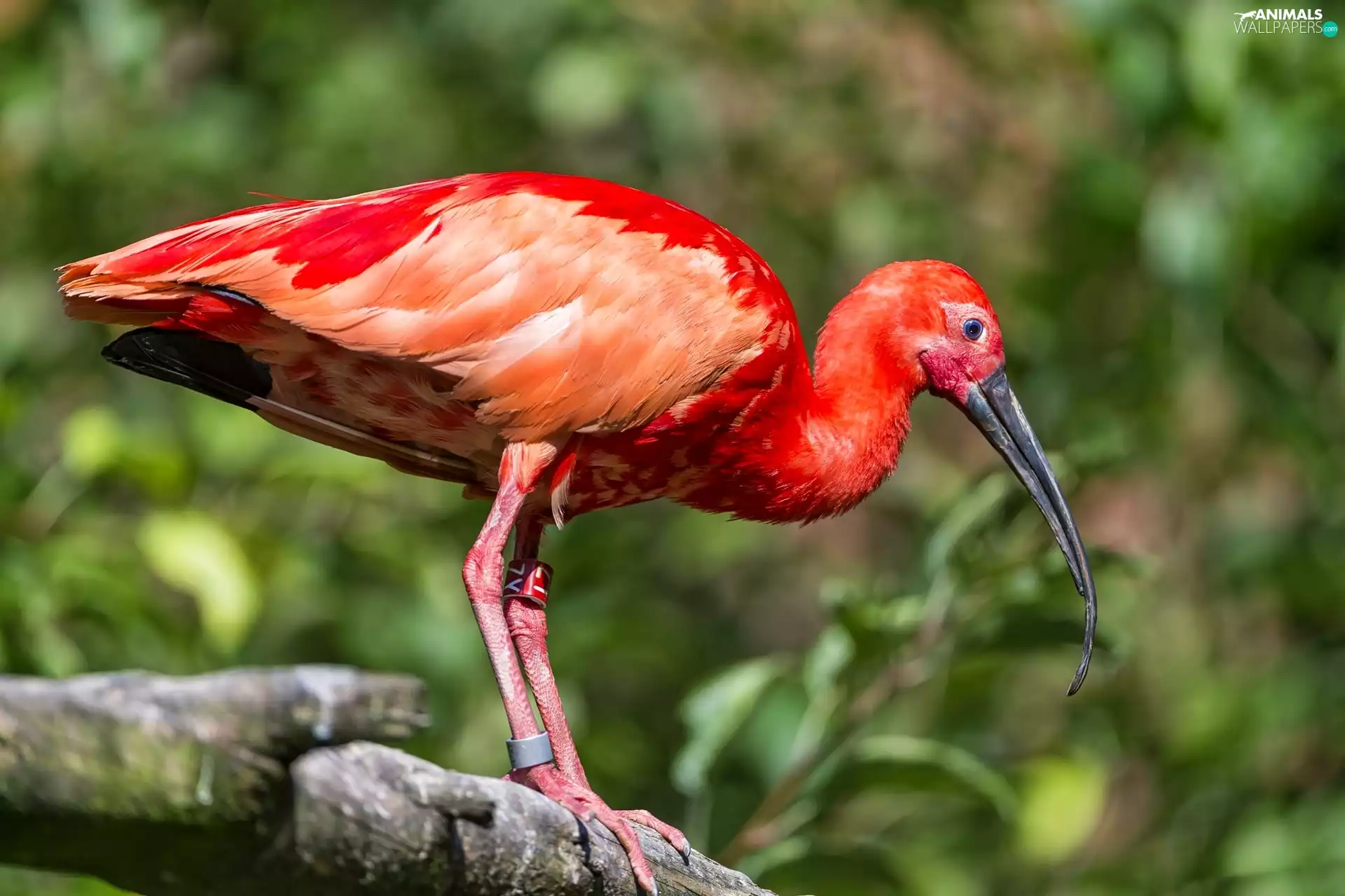 Ibis, trees, viewes, Lod on the beach