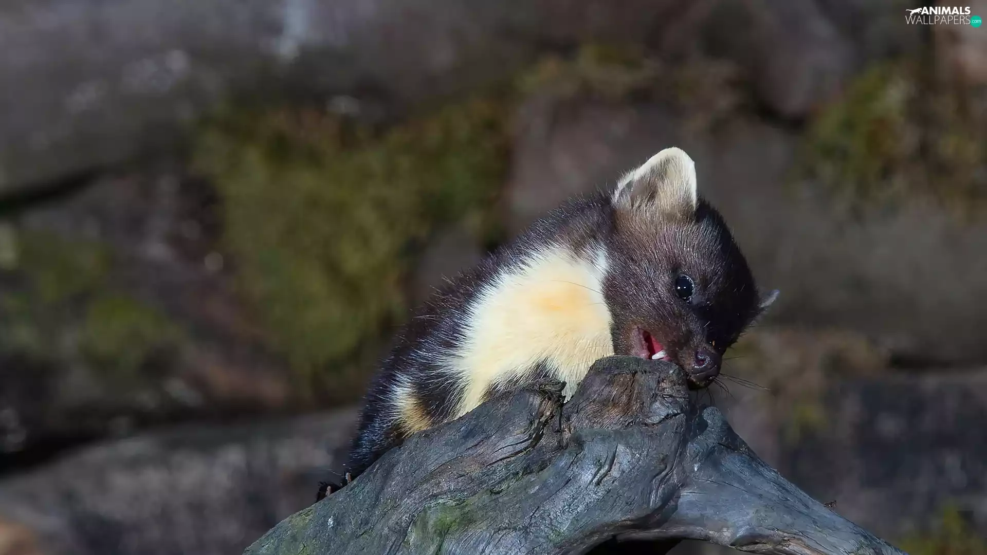 marten, trees, viewes, Lod on the beach