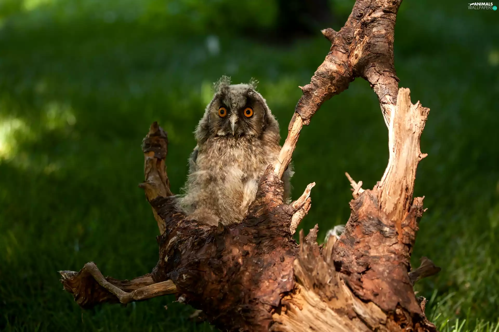 owl, trees, viewes, Lod on the beach