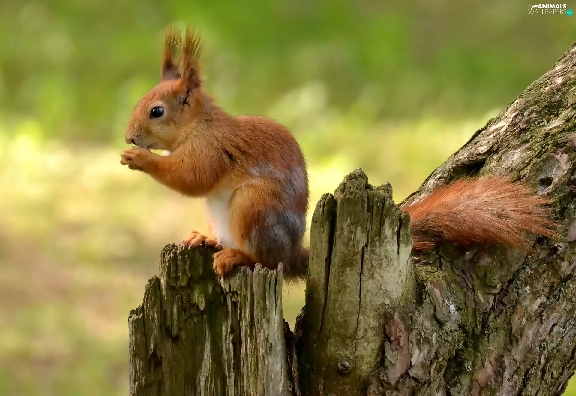 squirrel, trees, viewes, Lod on the beach
