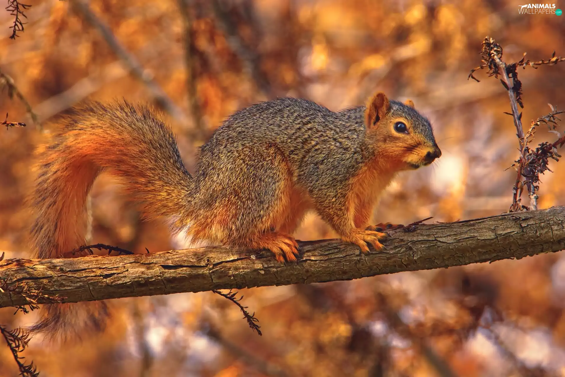 squirrel, trees, viewes, Lod on the beach