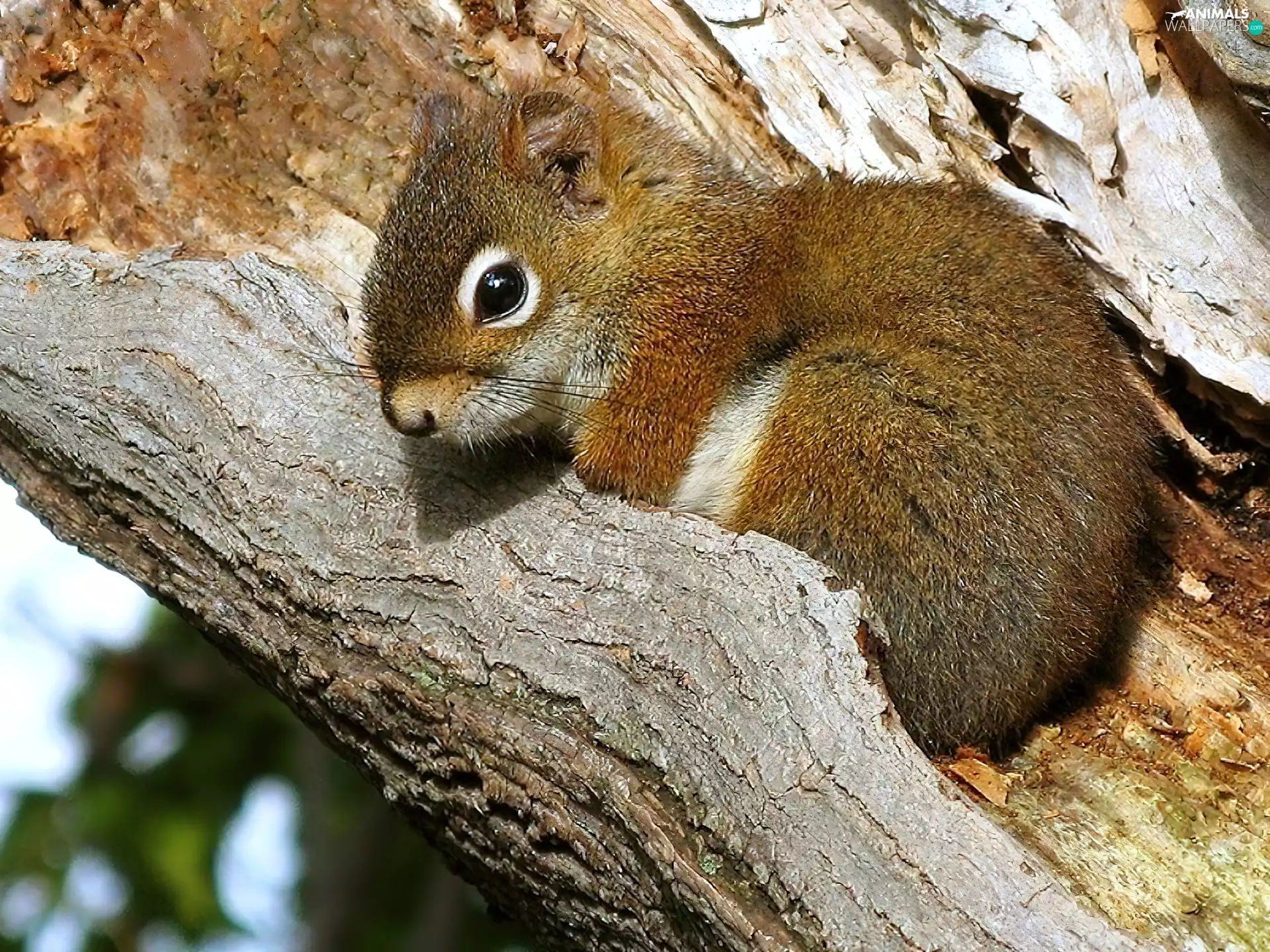squirrel, trees, viewes, Lod on the beach