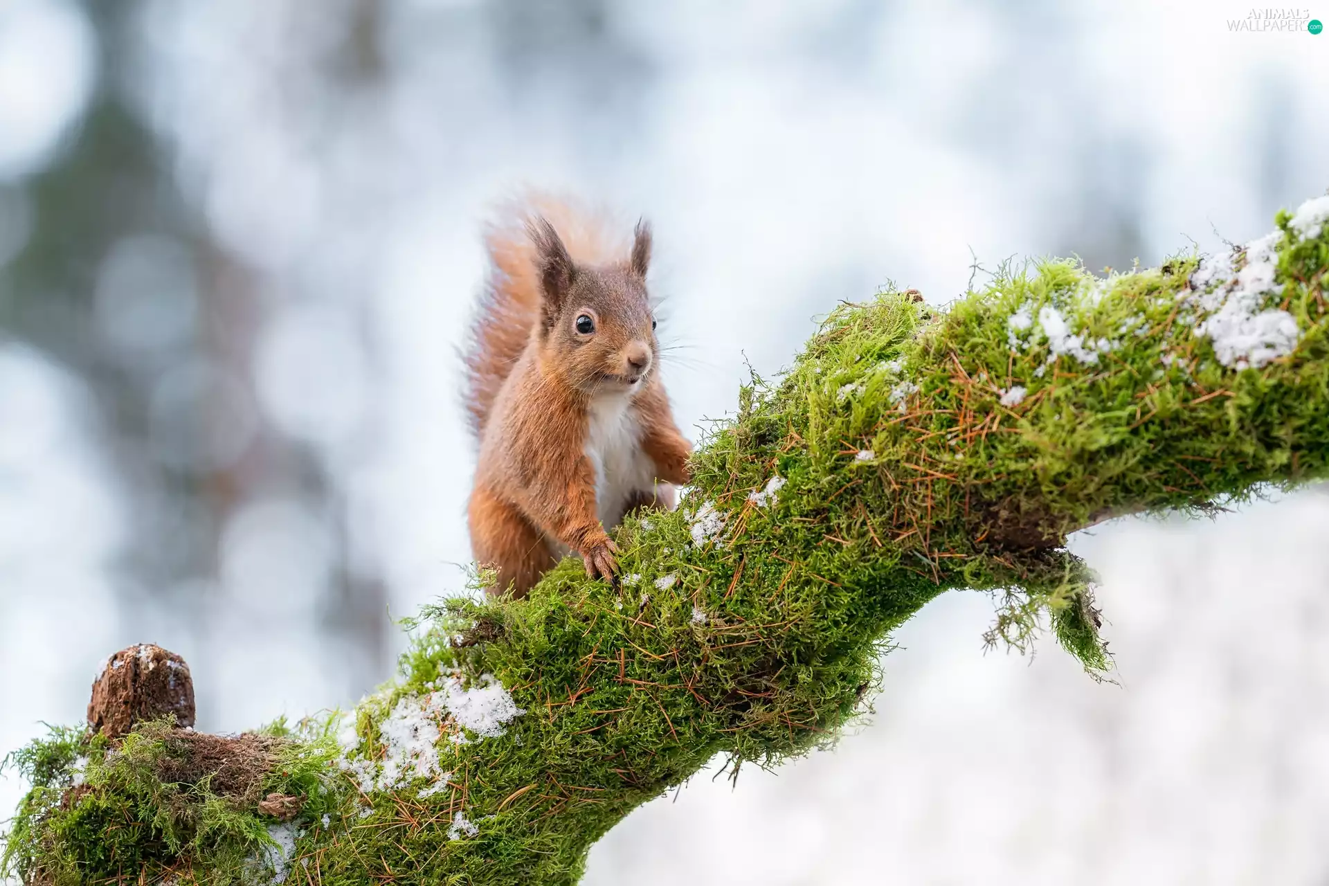 squirrel, Moss, winter, Lod on the beach
