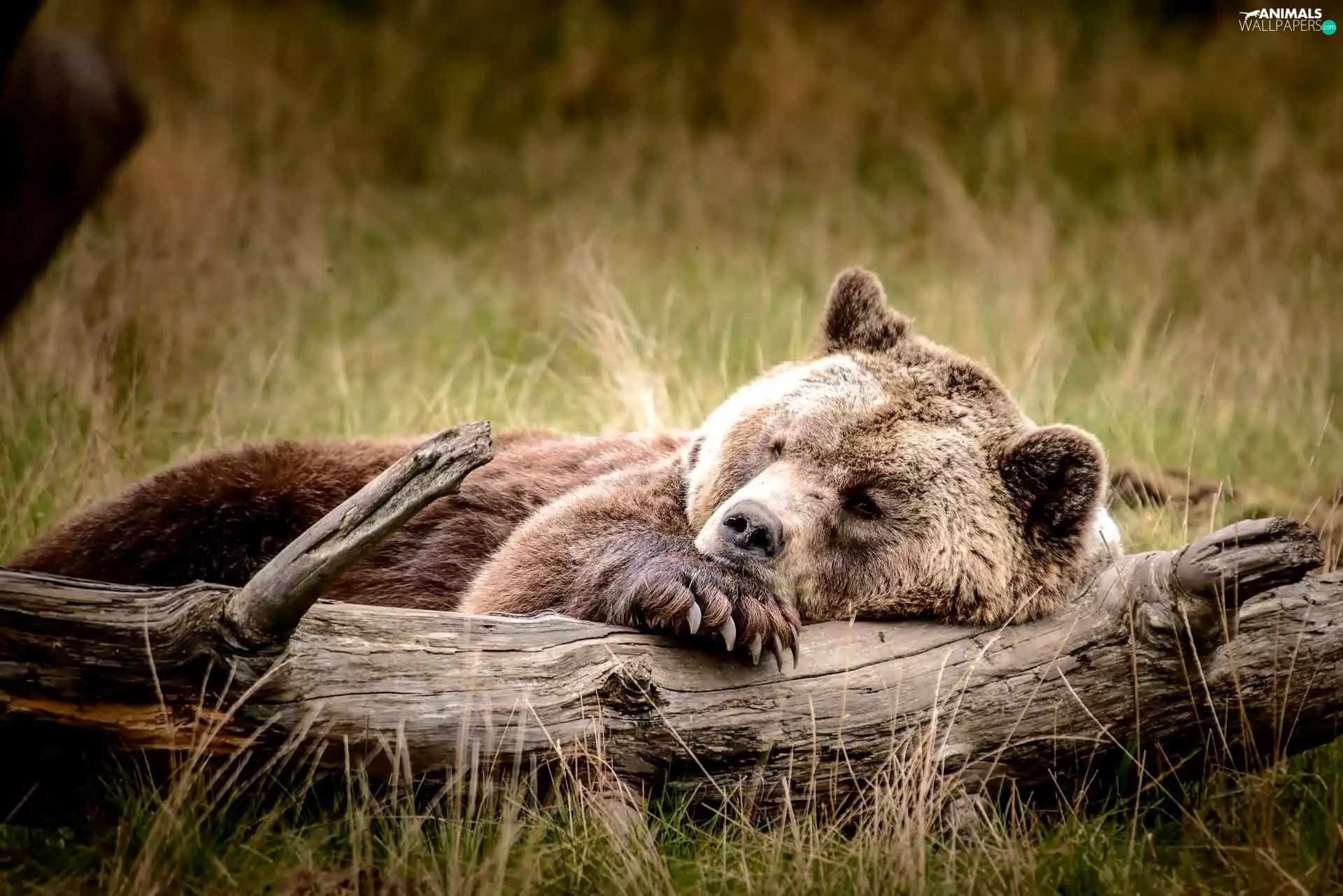 Log, lying, Bear