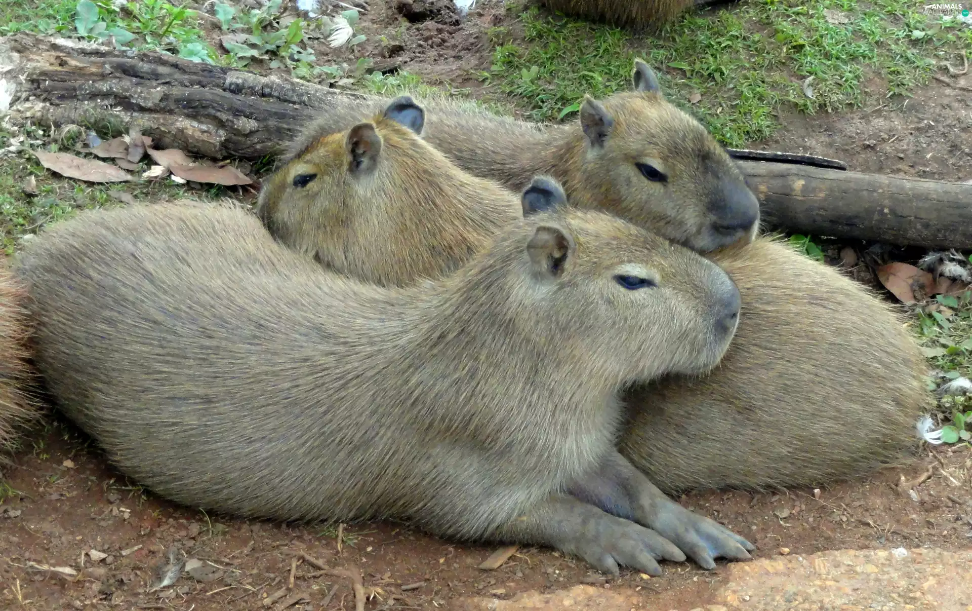 log, Three, capybara