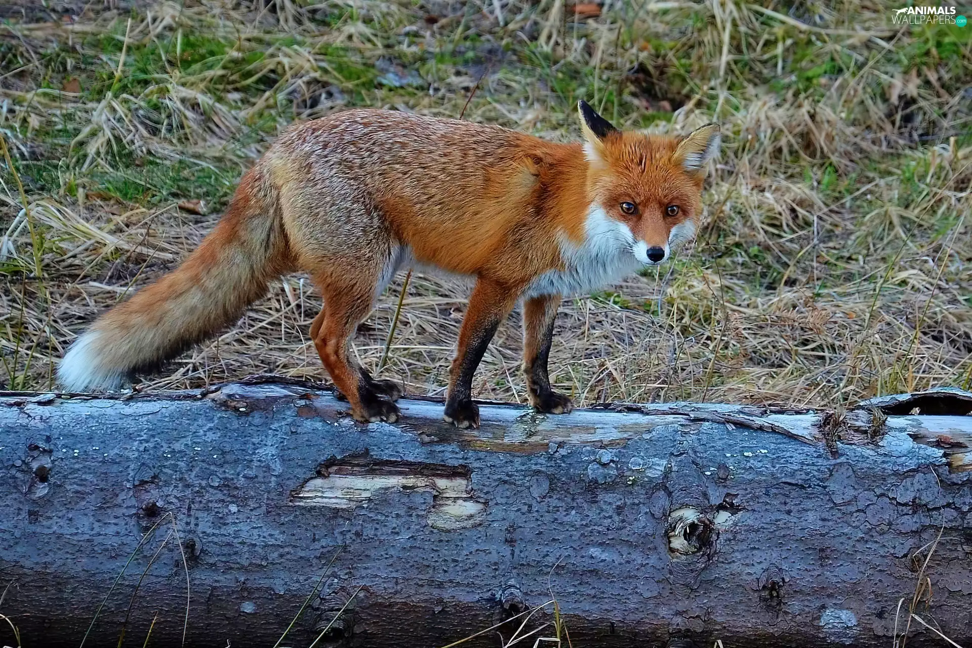 Fox, trees, viewes, log