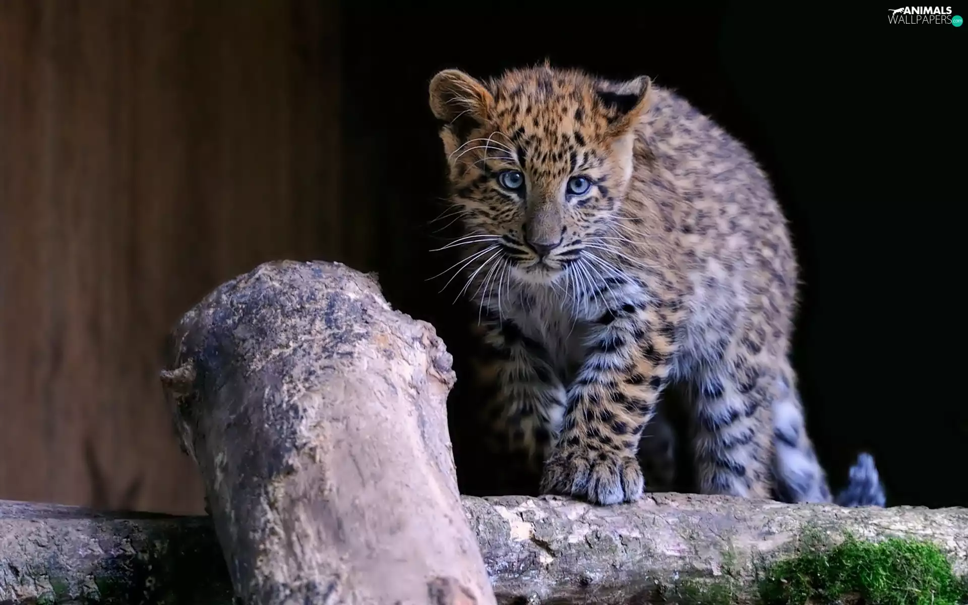 log, young, Leopards