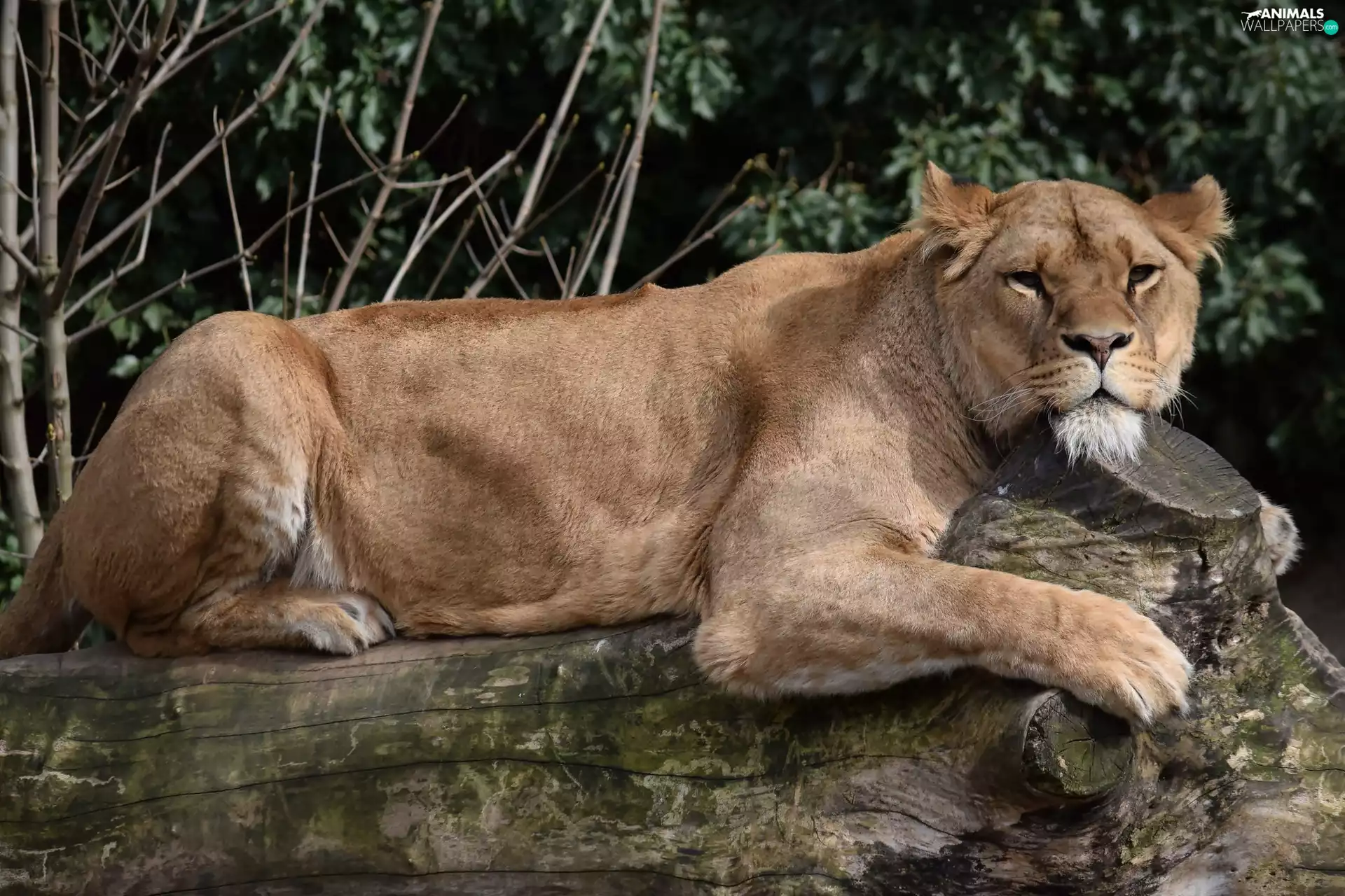 log, laying, Lioness