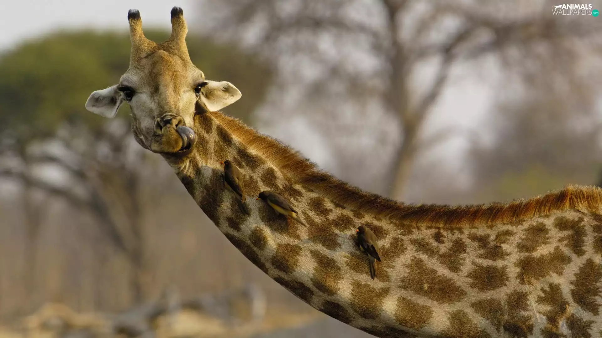 Birds on the log, giraffe, neck