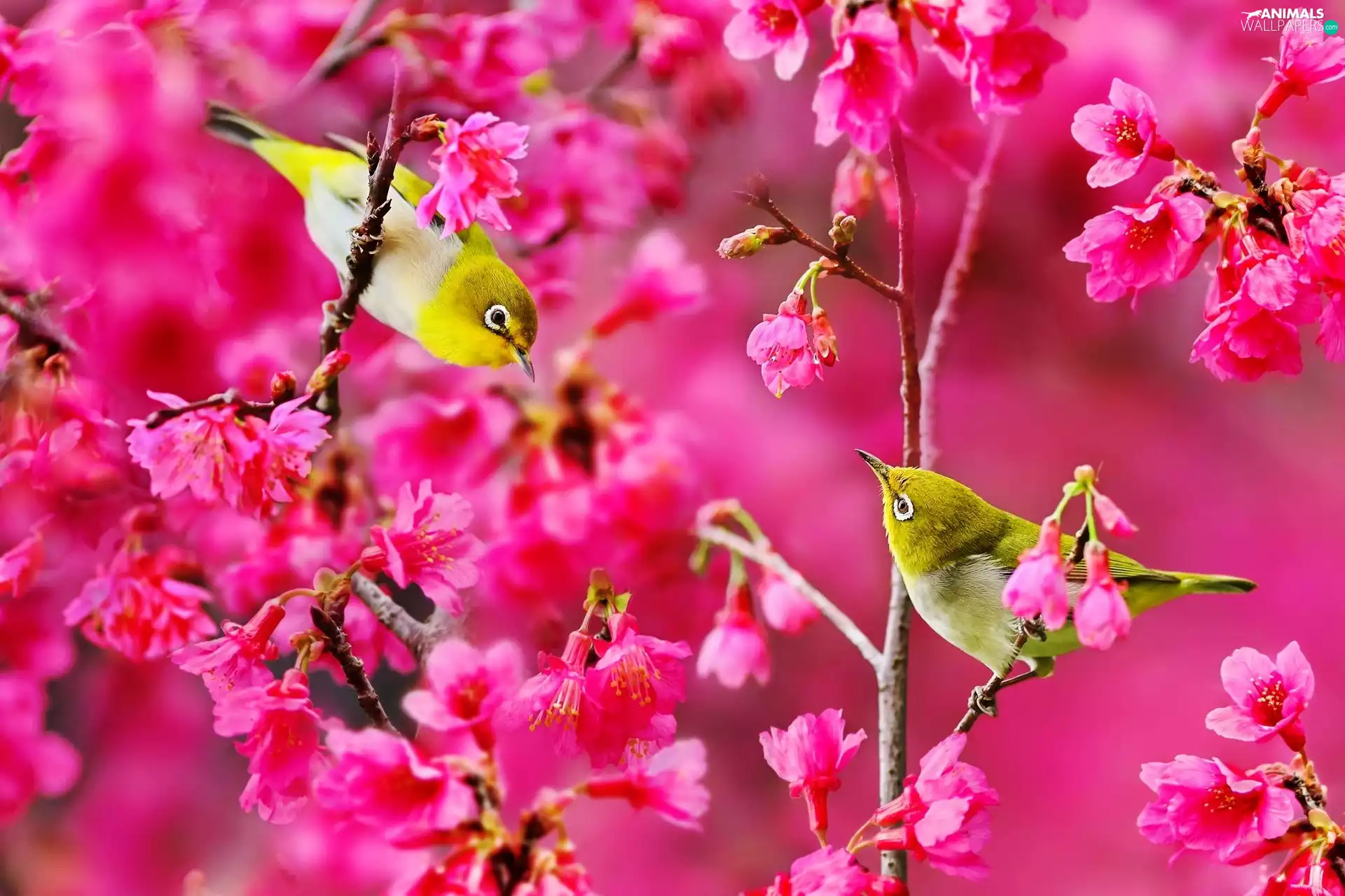 Two cars, Pink, Flowers, Birds on the log
