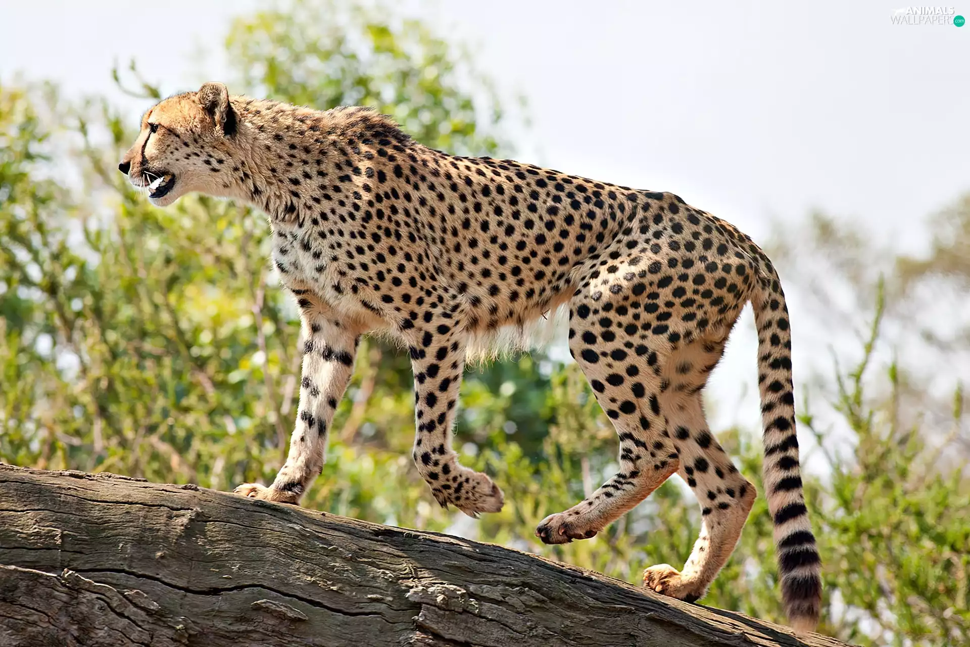 log, Cheetah, spots