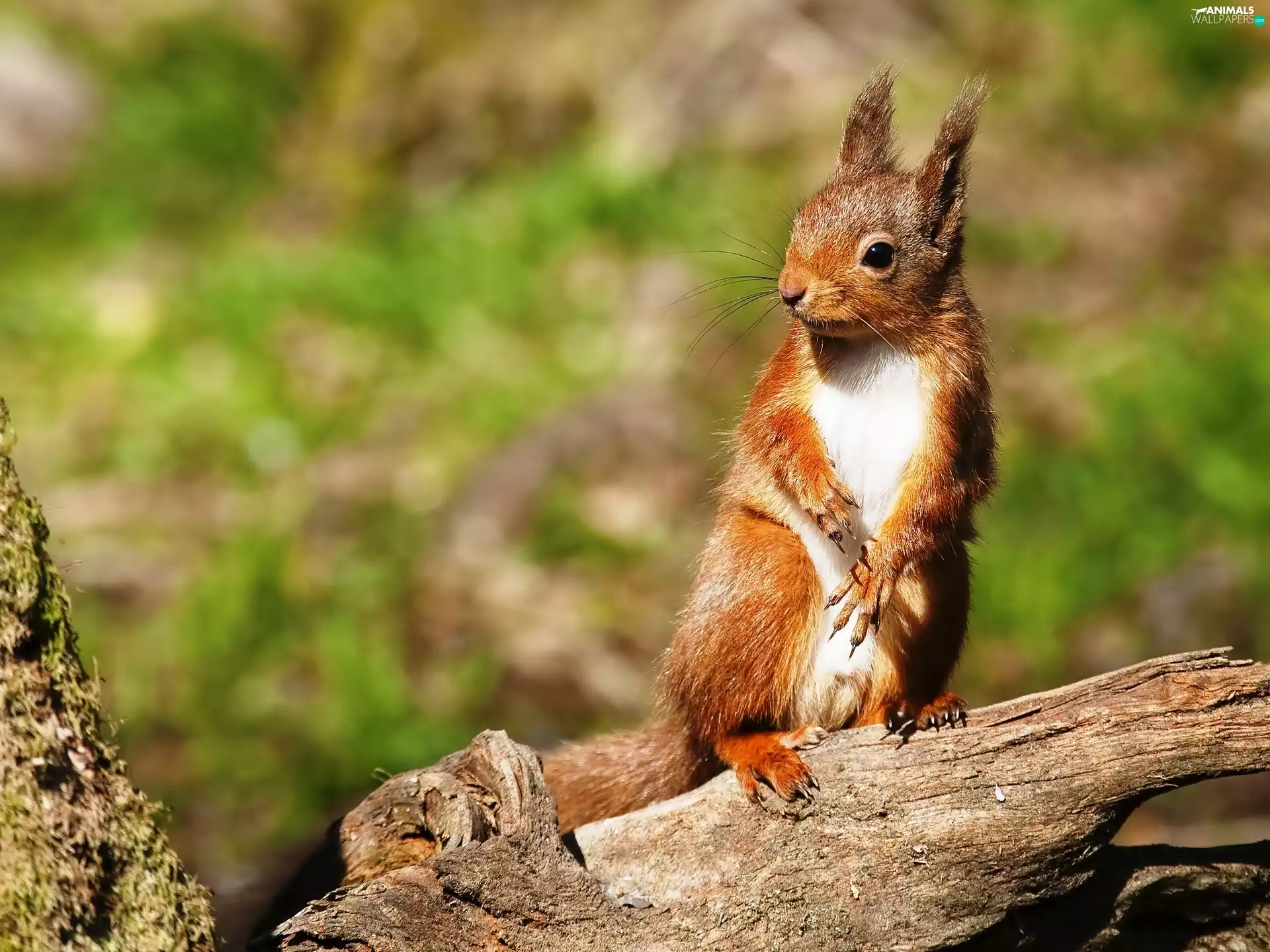 log, Ginger, squirrel