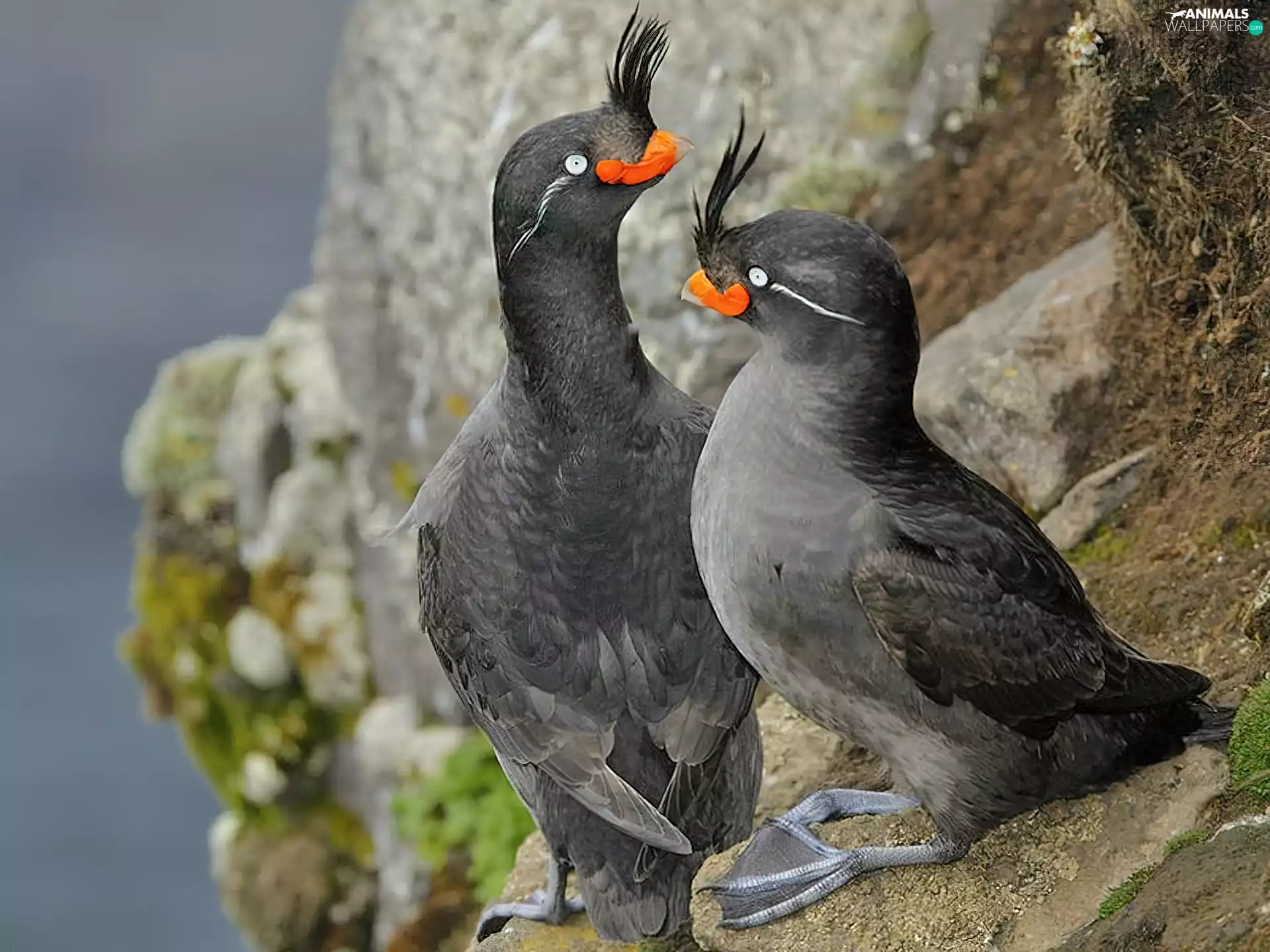 Birds on the log, Two cars, Grey