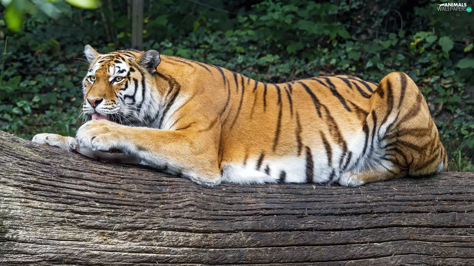 log, lying, tiger