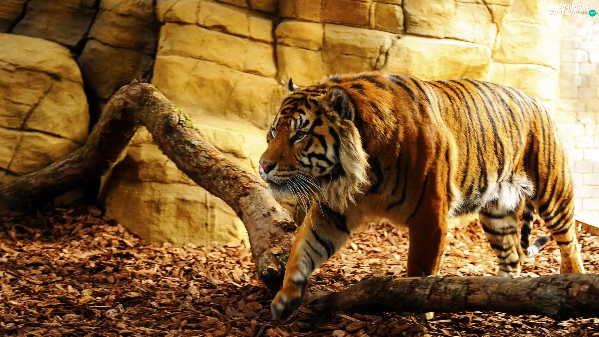 tiger, Logs