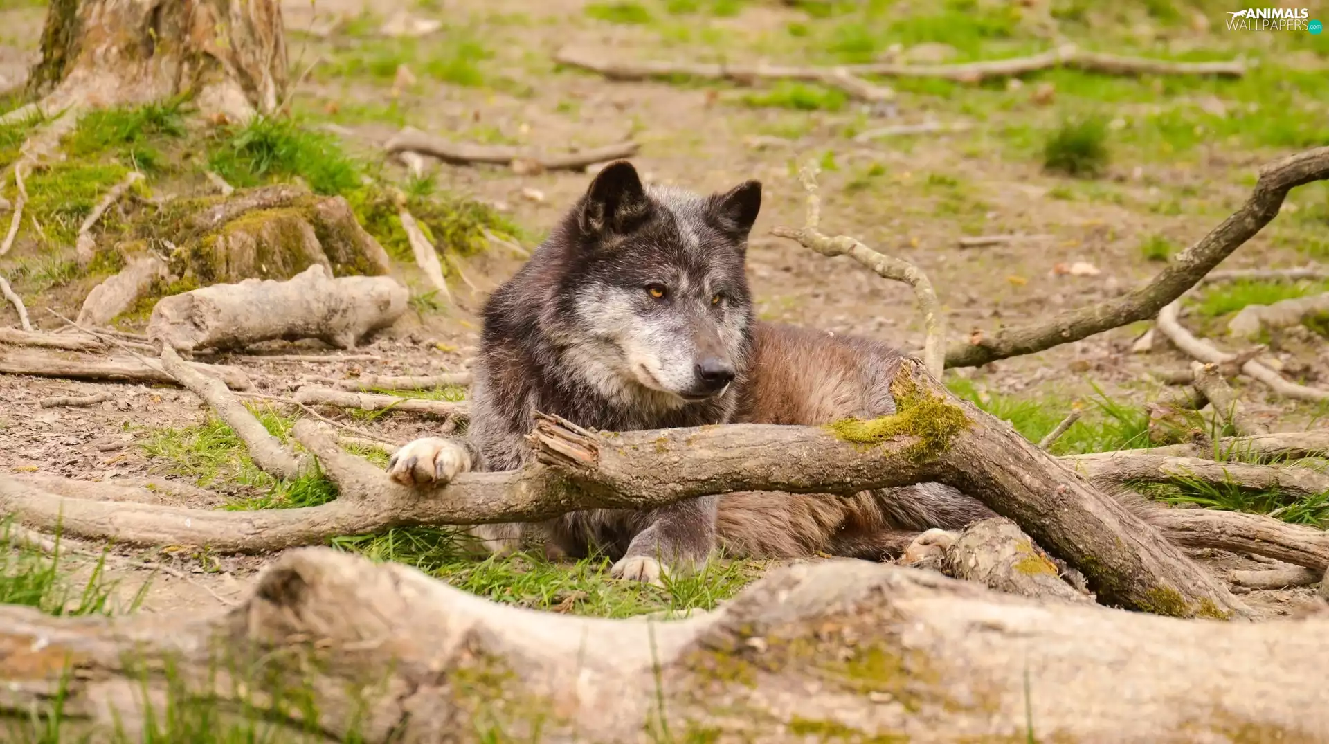 Wolf, trees, viewes, Logs