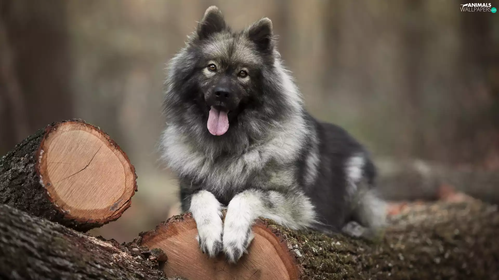 dog, Logs, Wood, Rurasier Spitz