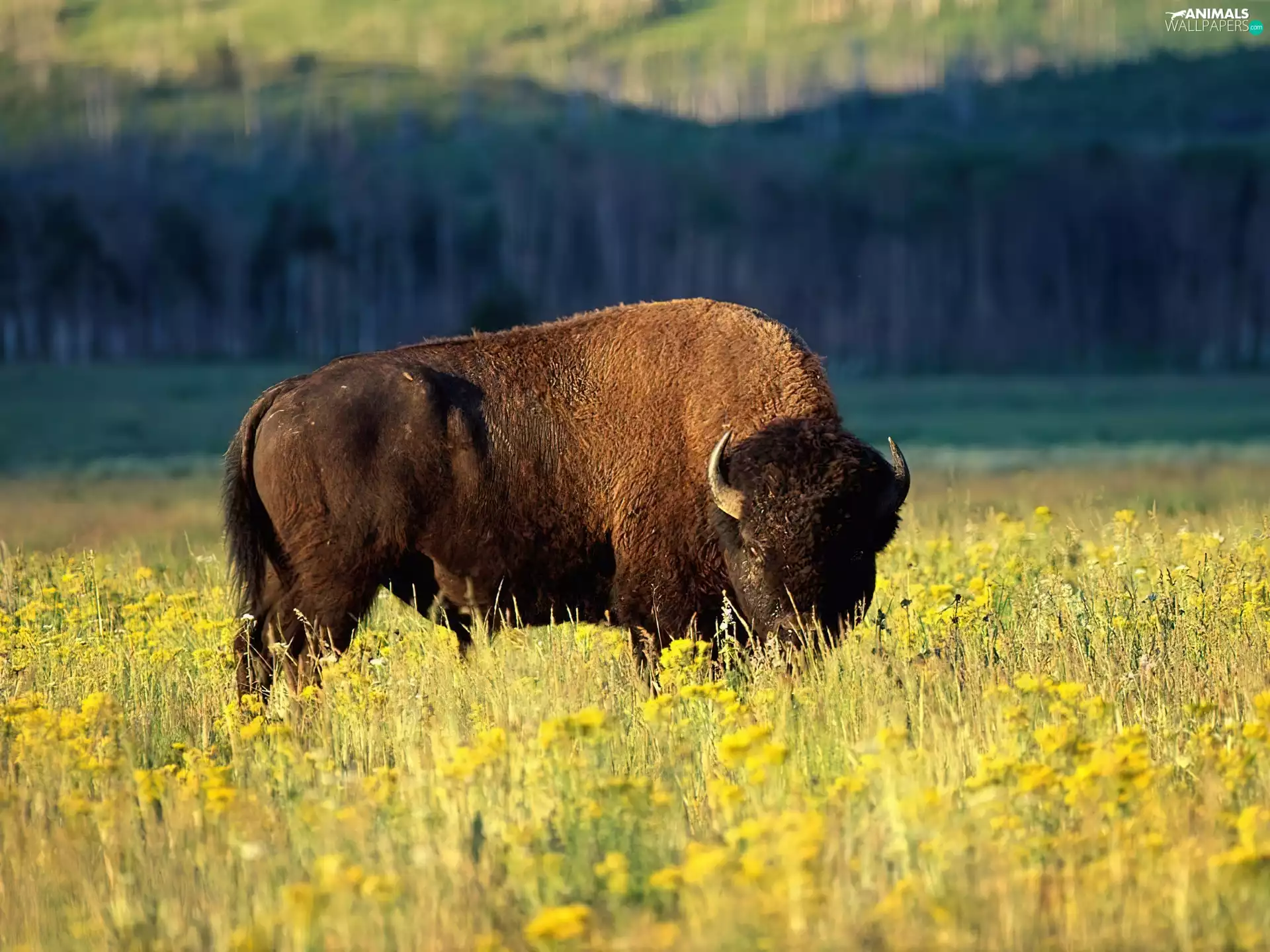 lonely, Bison
