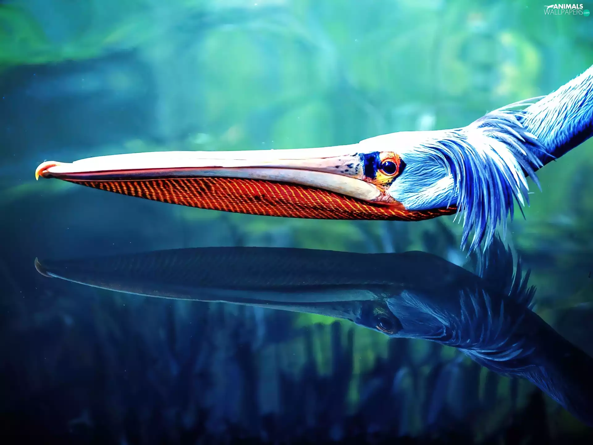 Bird, nose, reflection, long