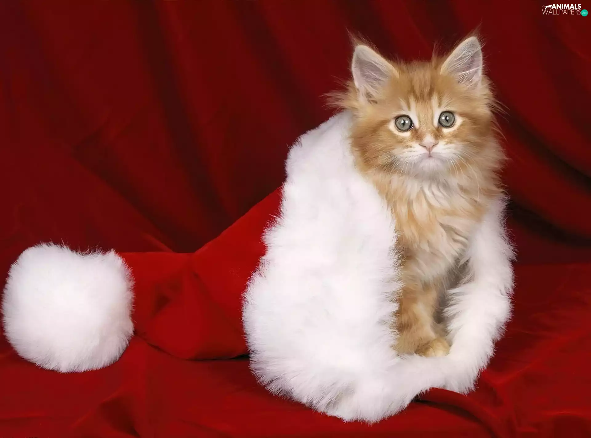 Hat, ginger, British Long-haired Cat, Nicholas