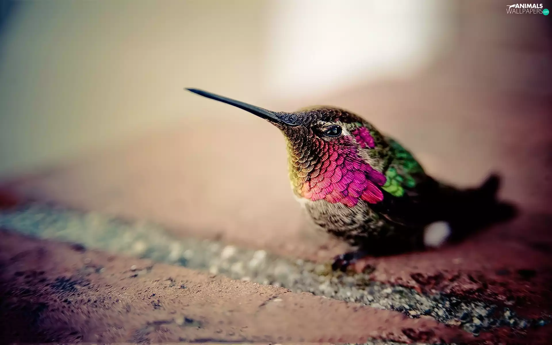 humming-bird, pen, Long Beak, color