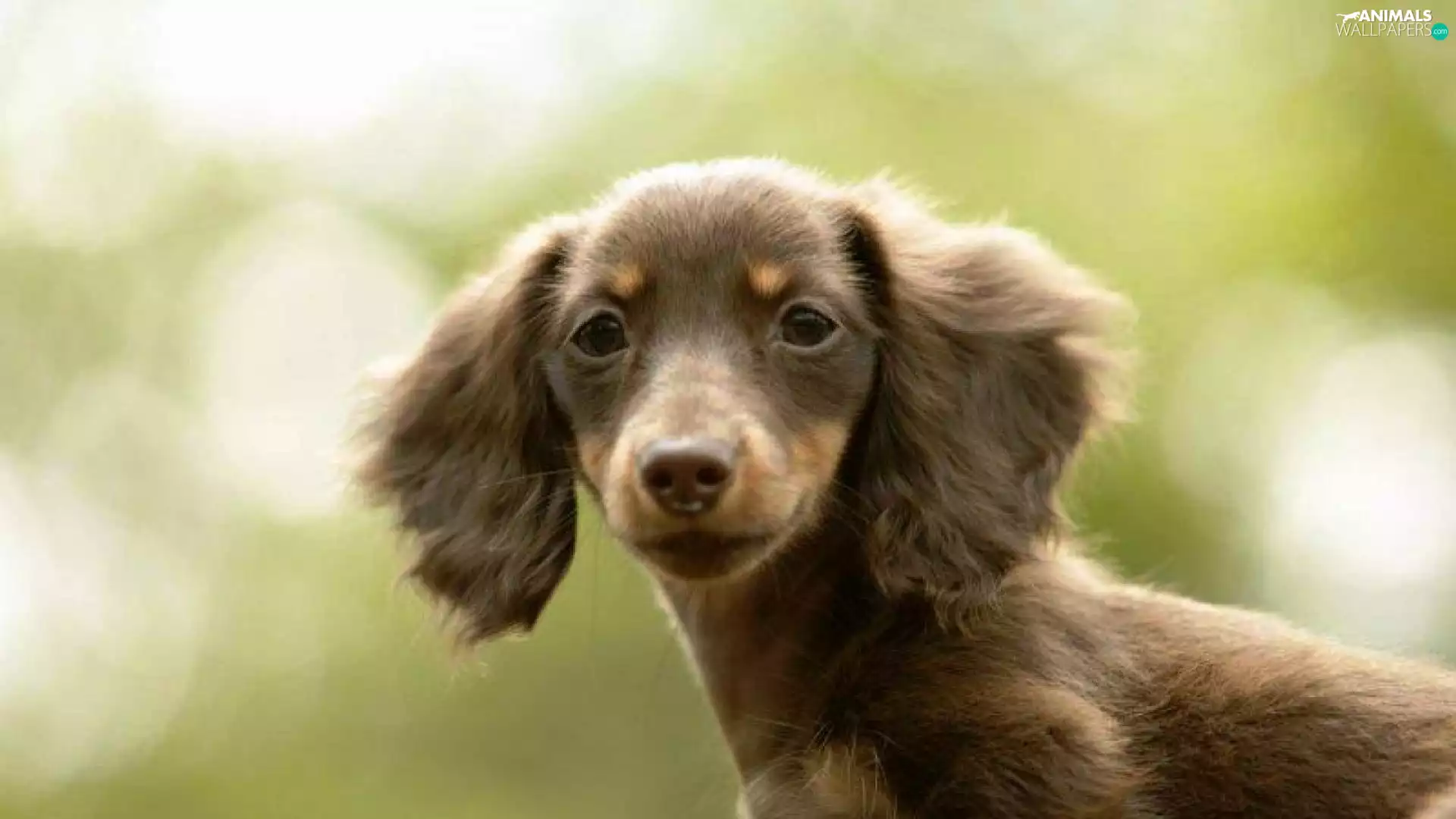 long-haired Dachshund
