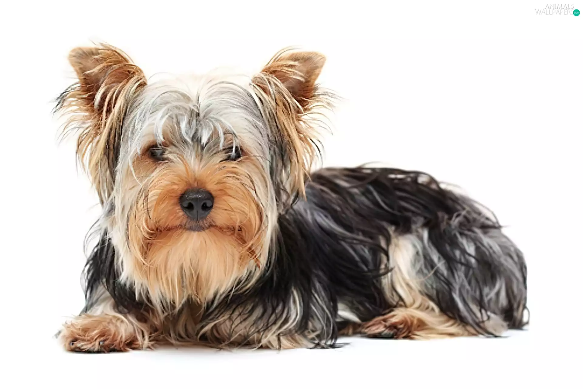 hair, Yorkshire Terrier, long