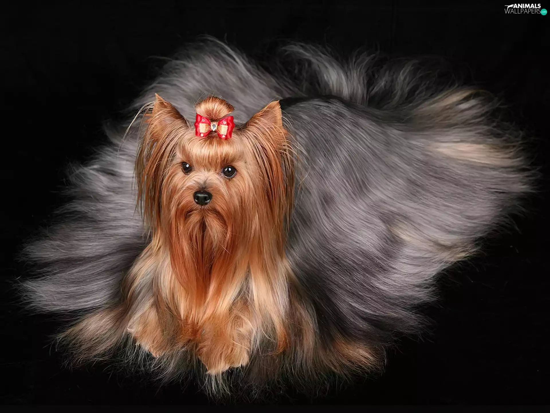 hair, Yorkshire Terrier, long