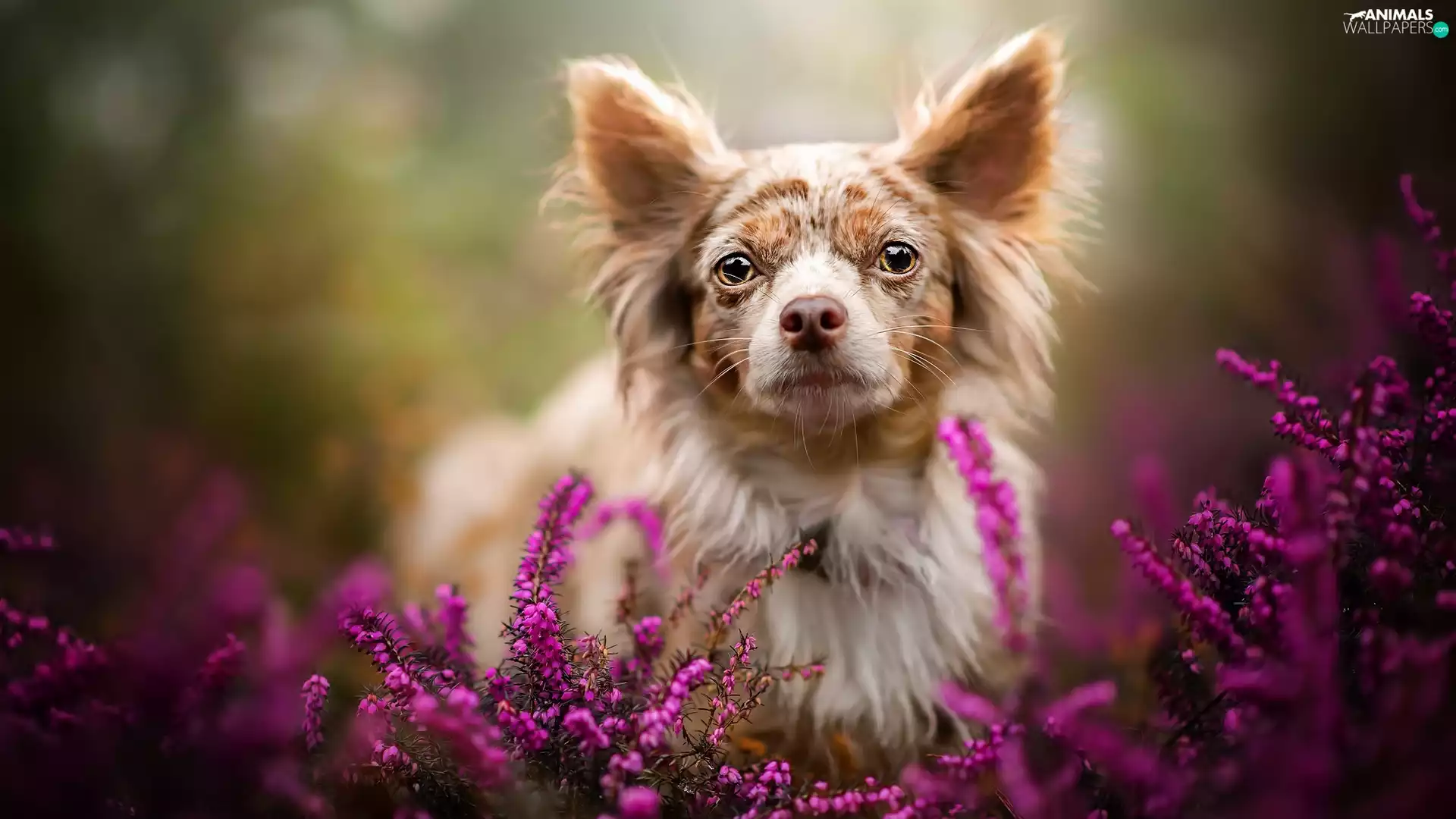 dog, muzzle, heather, Long-Hair Merle Chihuahua