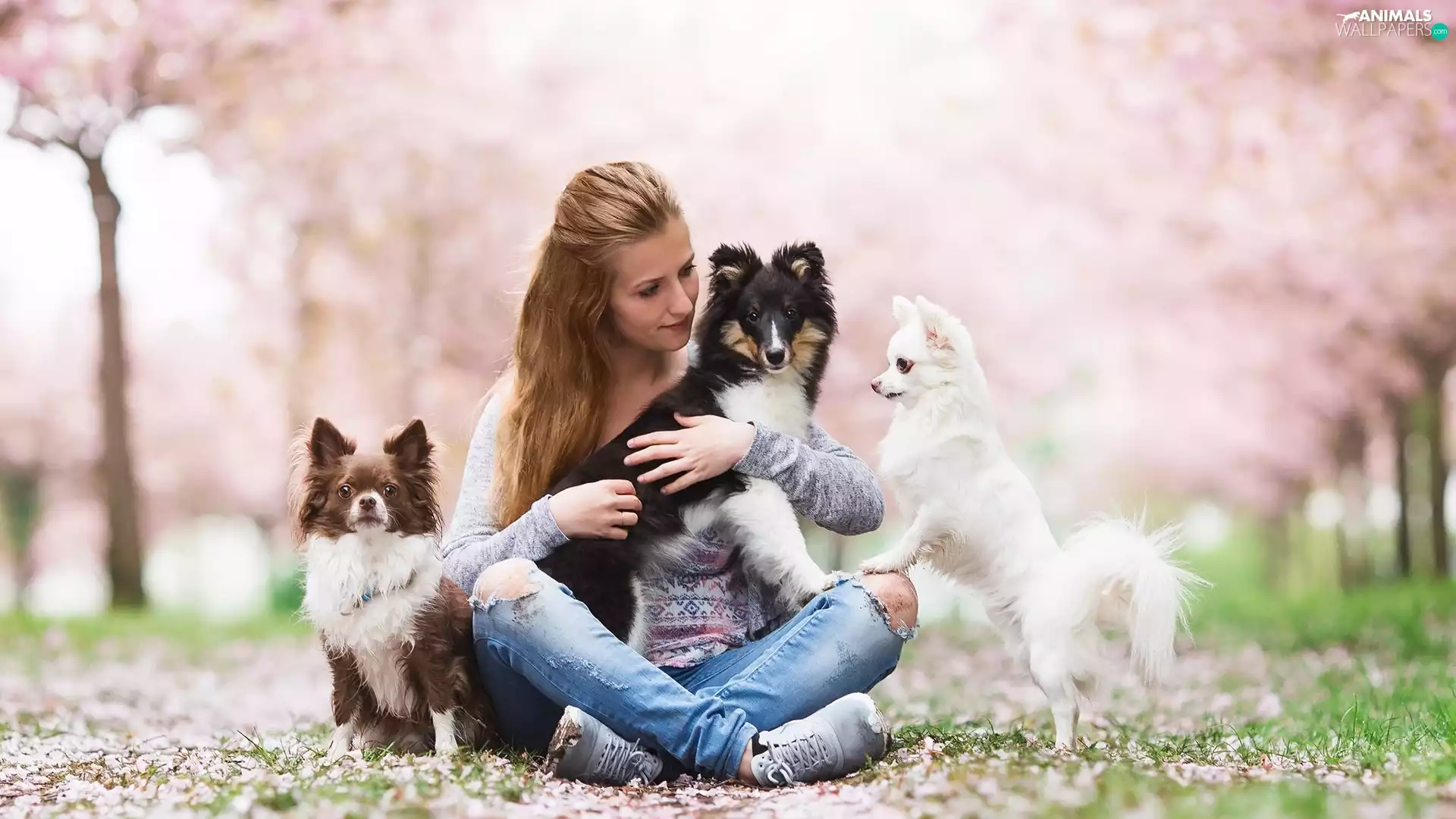 Women, shetland Sheepdog, Long-haired Chihuahua, Dogs