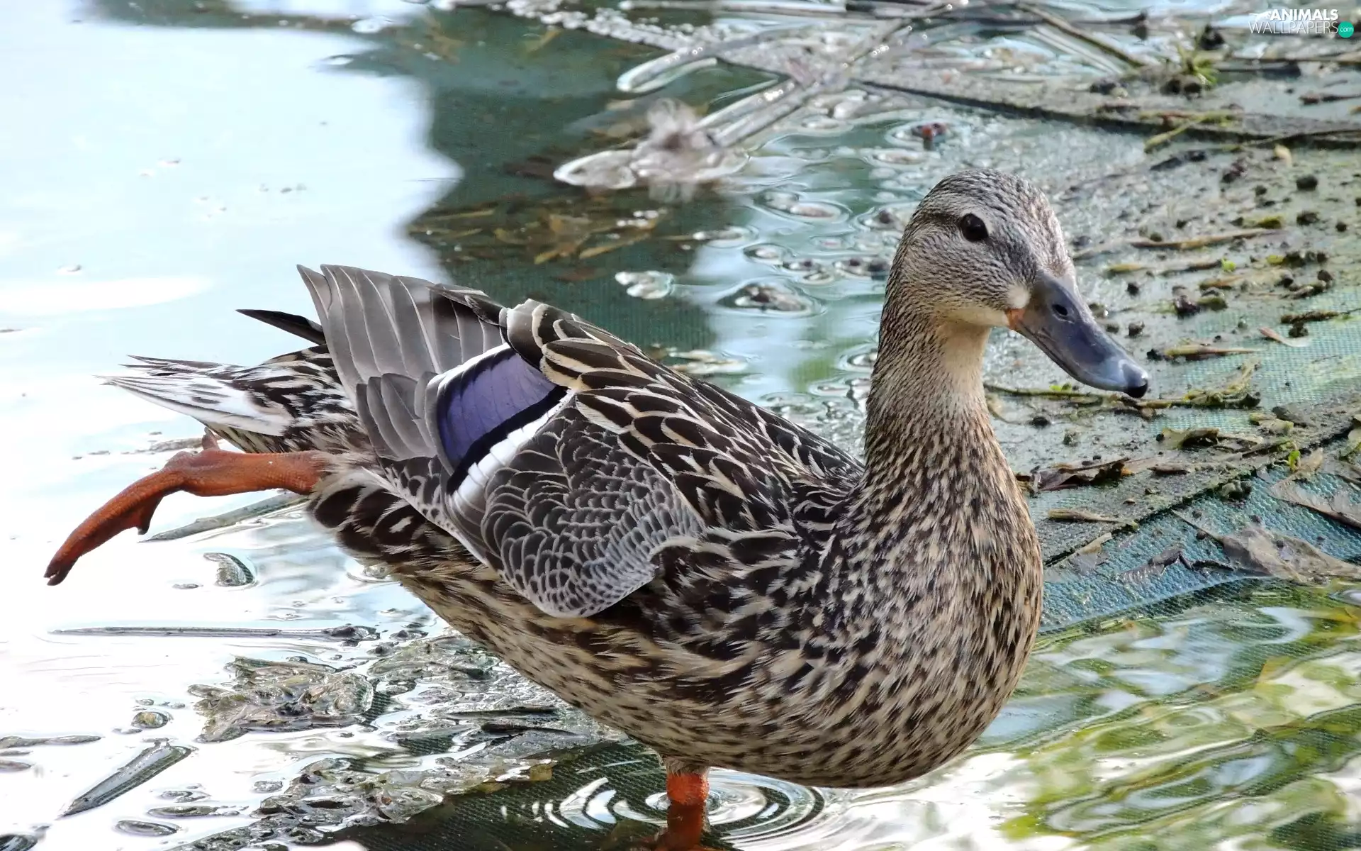 duck, The raised, long legs, water