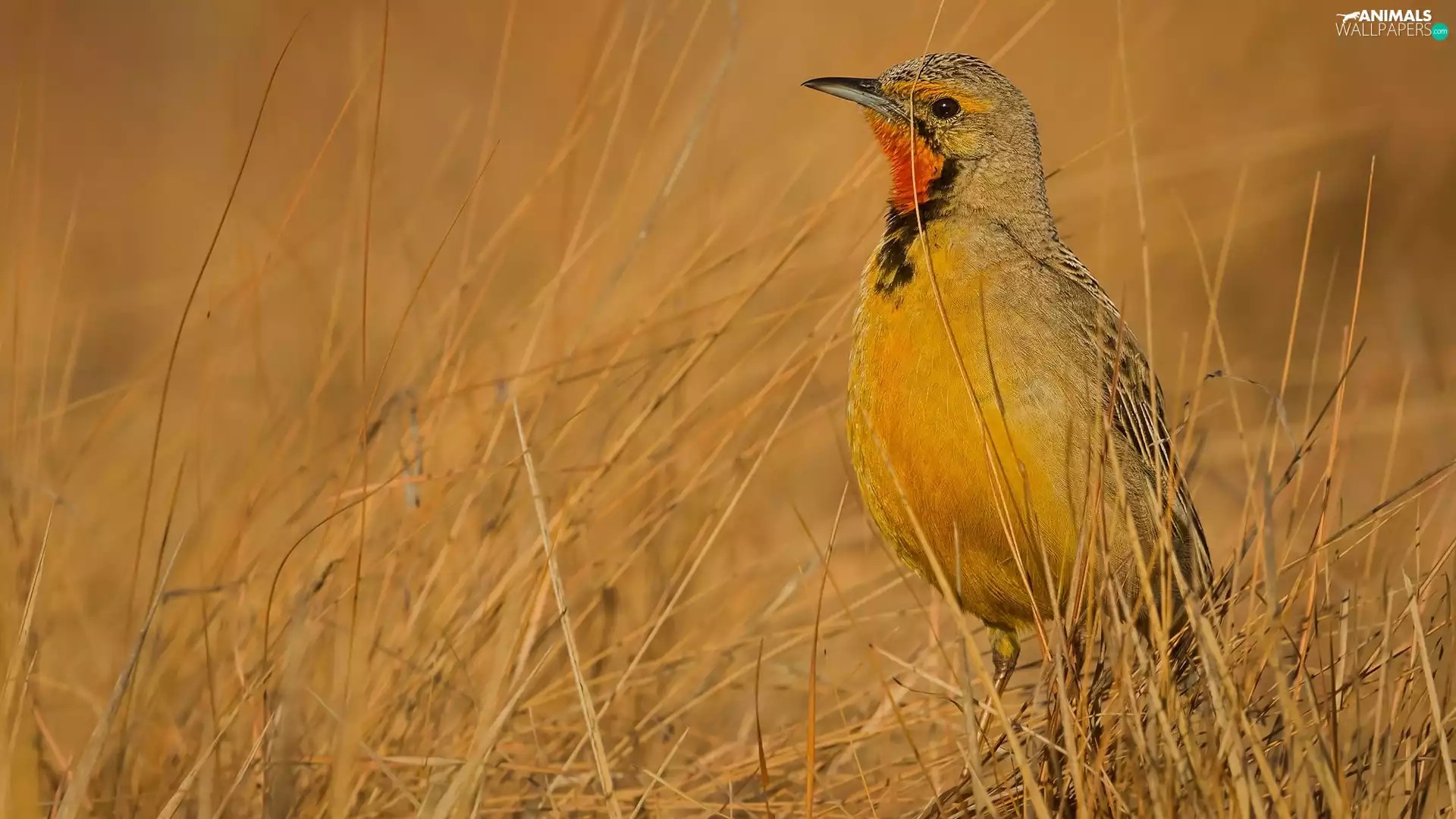 grass, Bird, Cape longclaw
