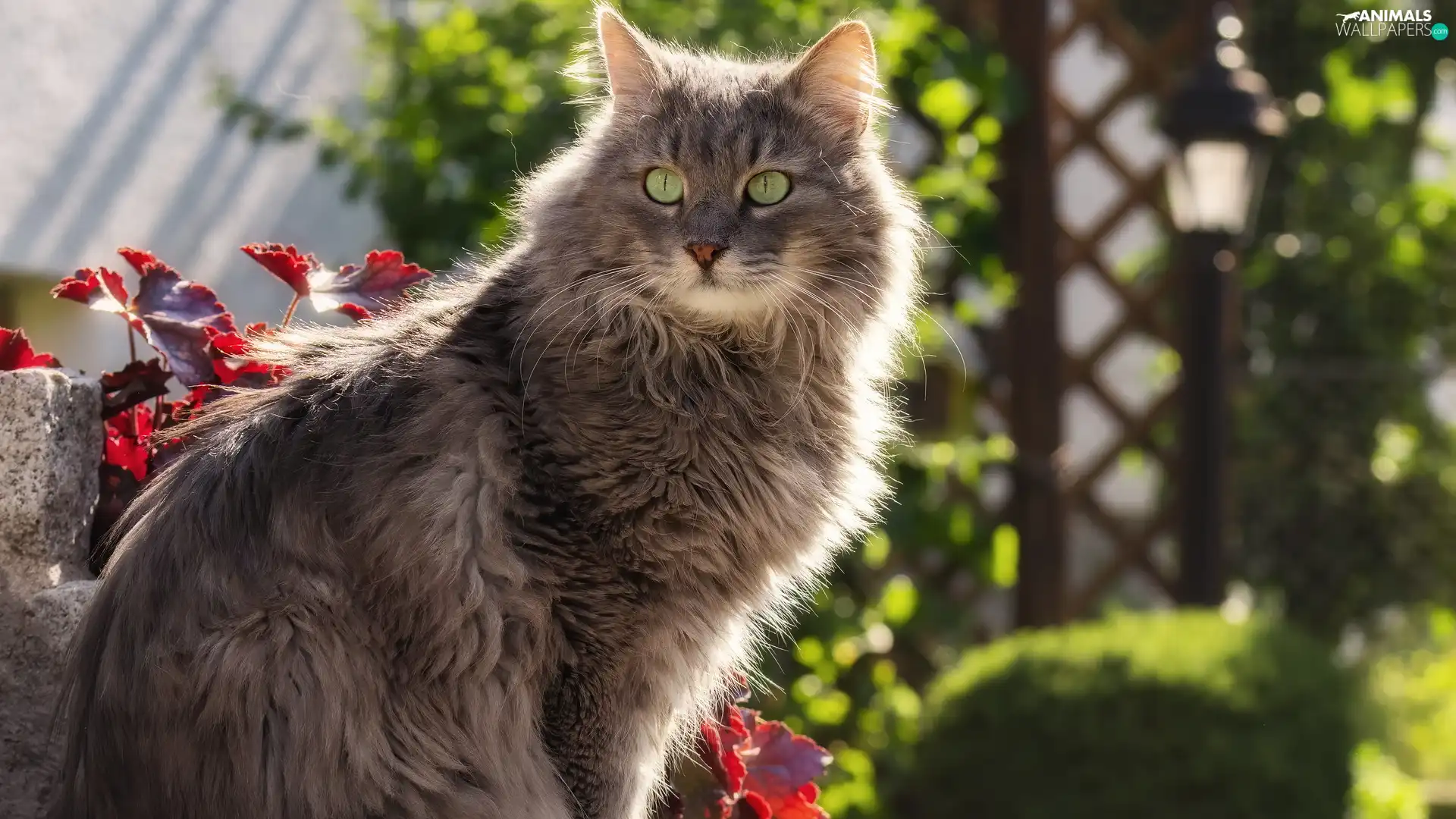 Longhaired, cat