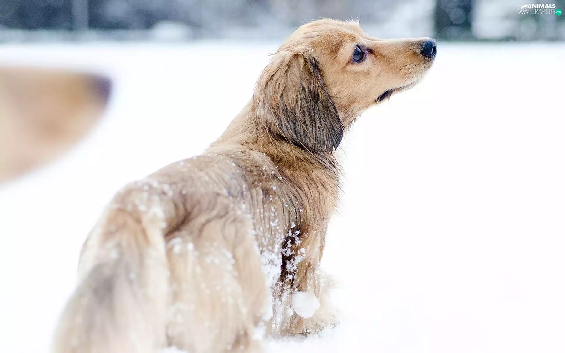 dachshund, winter, snow, Longhaired