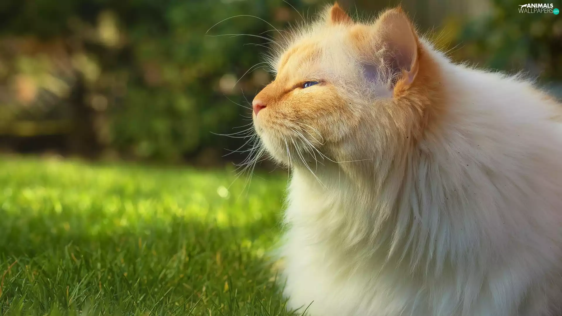 Blue Eyed, cat, Longhaired, ginger, gazing