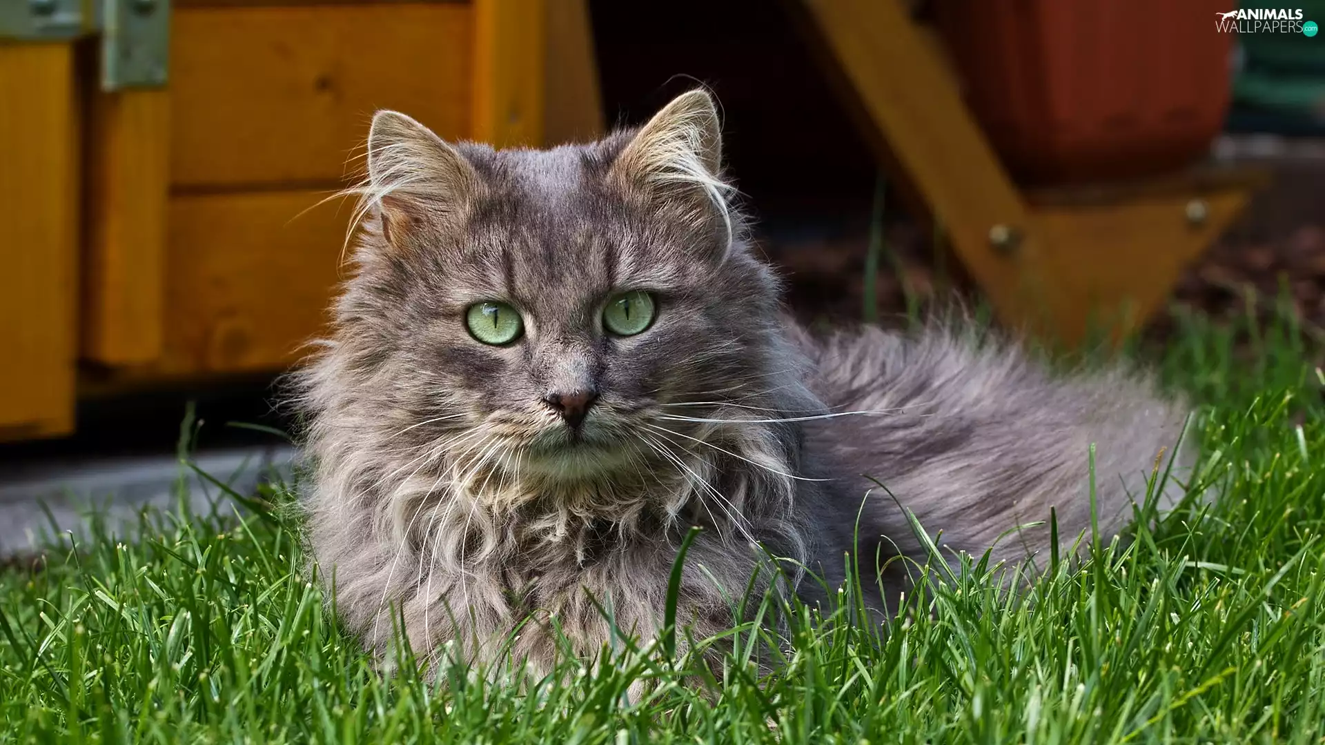 Gray, cat, grass, Longhaired