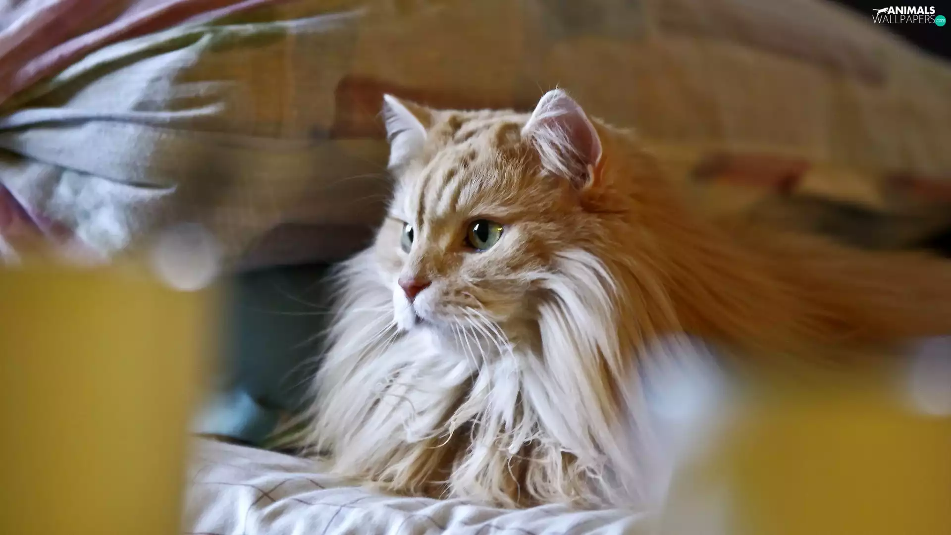 Longhaired, cat, siberian