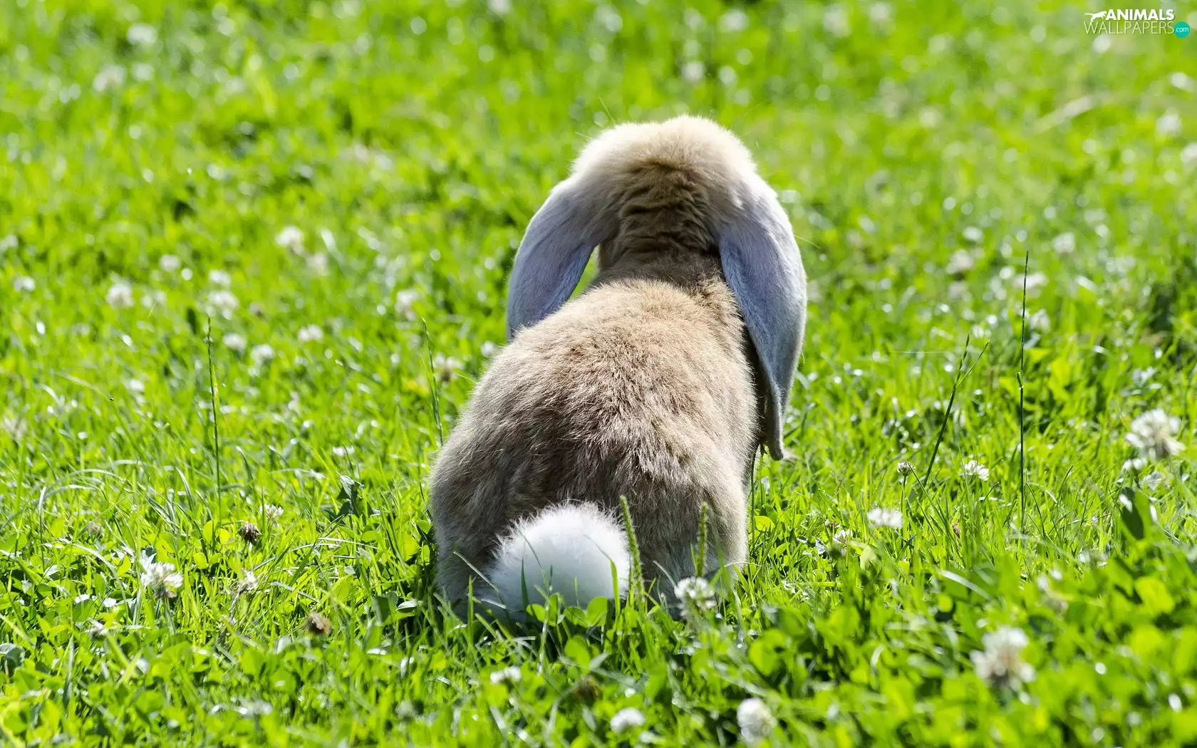 Rabbit, ears, Meadow, Longs