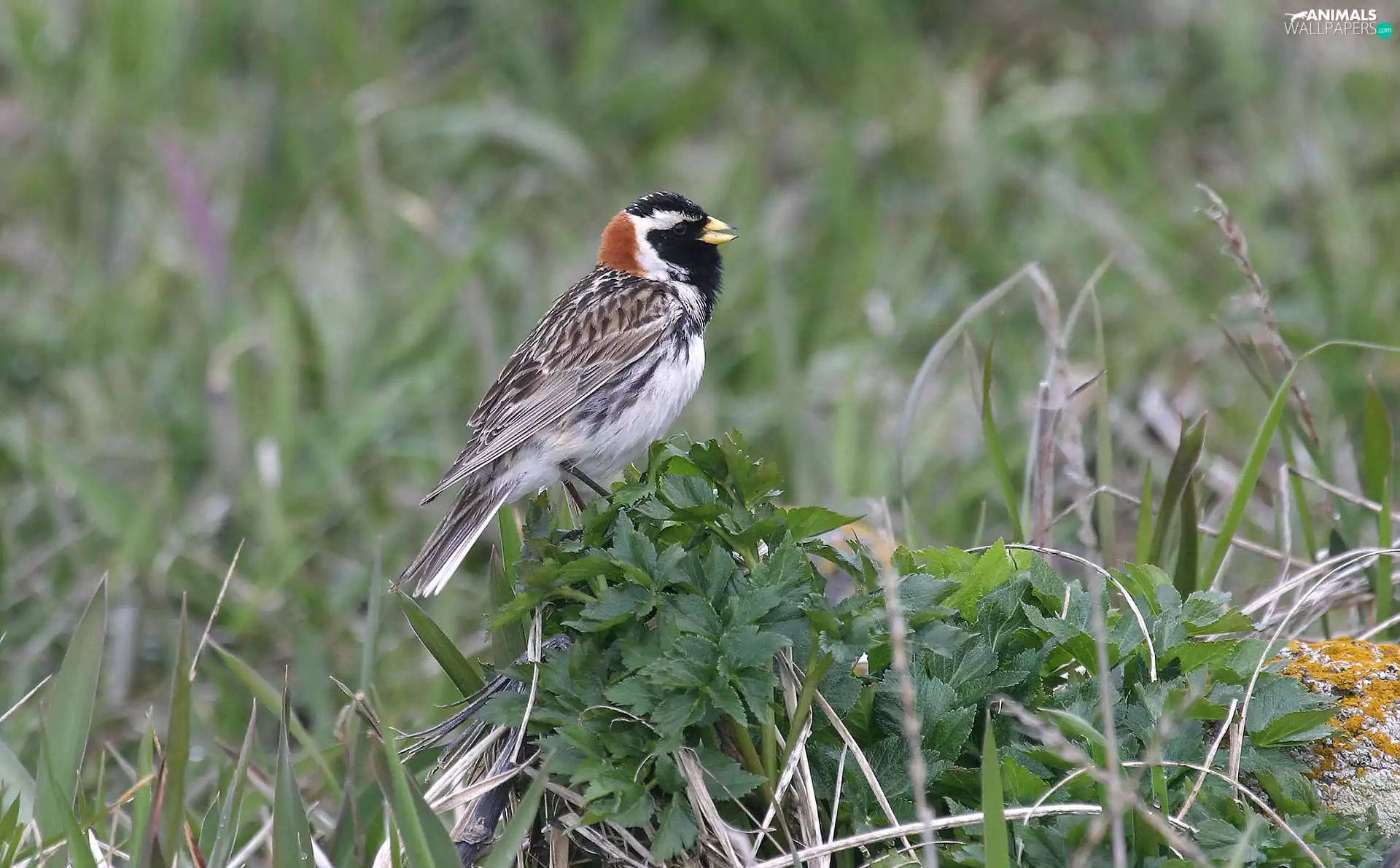 Lapland Longspur, Family, Emberizidae, Usual
