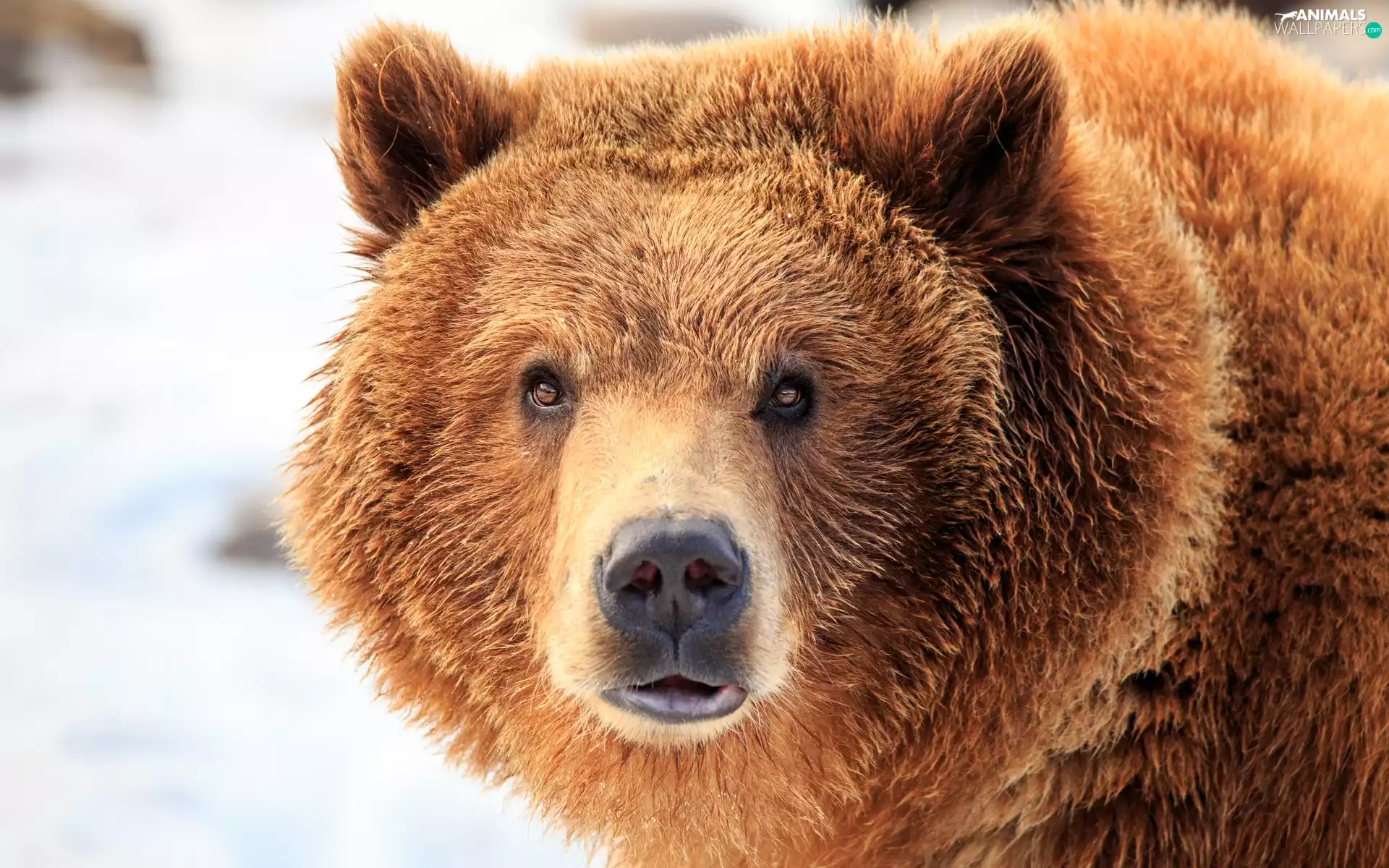 The look, Brown bear, Head
