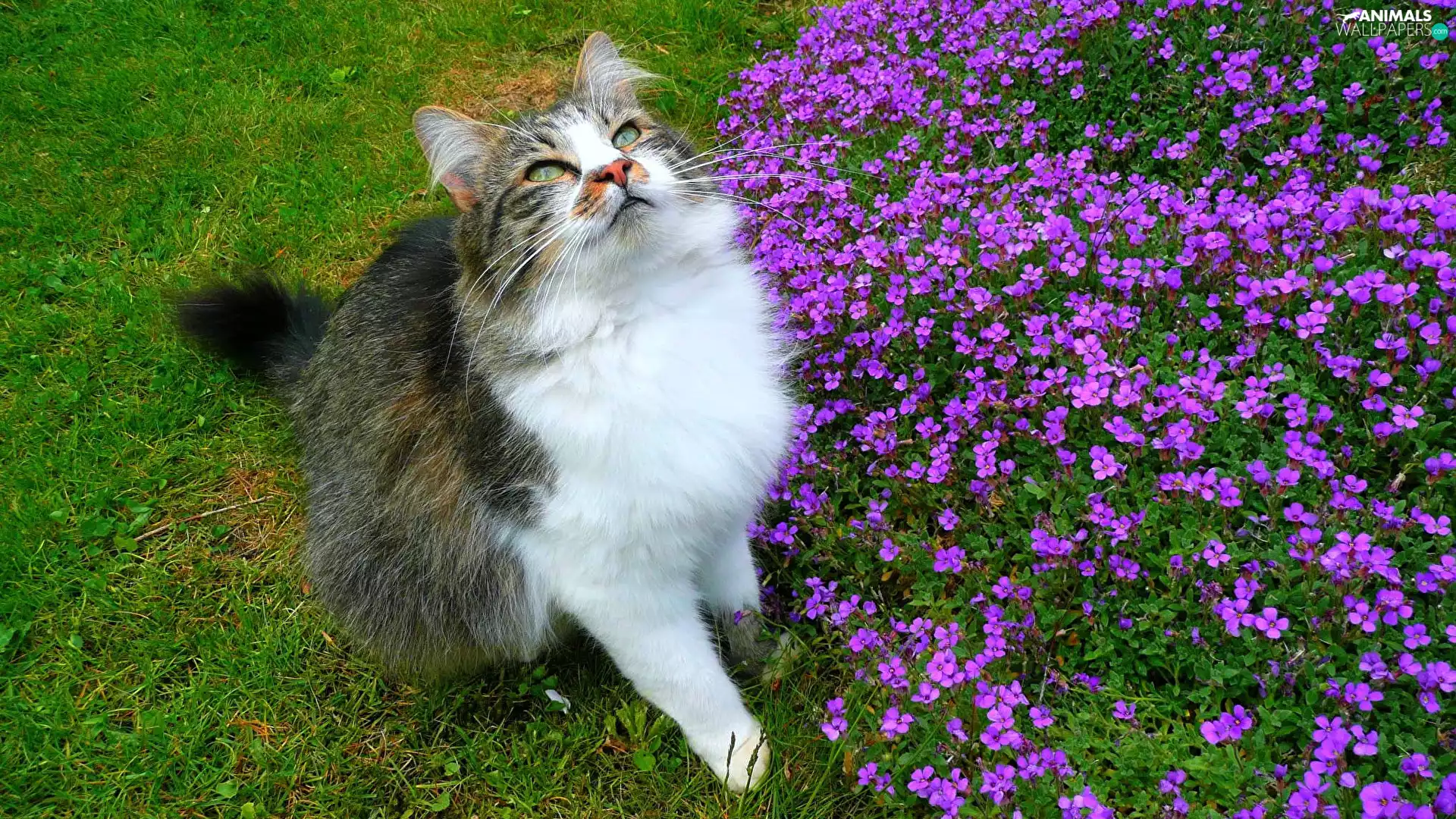Flowers, grass, The look, purple, cat