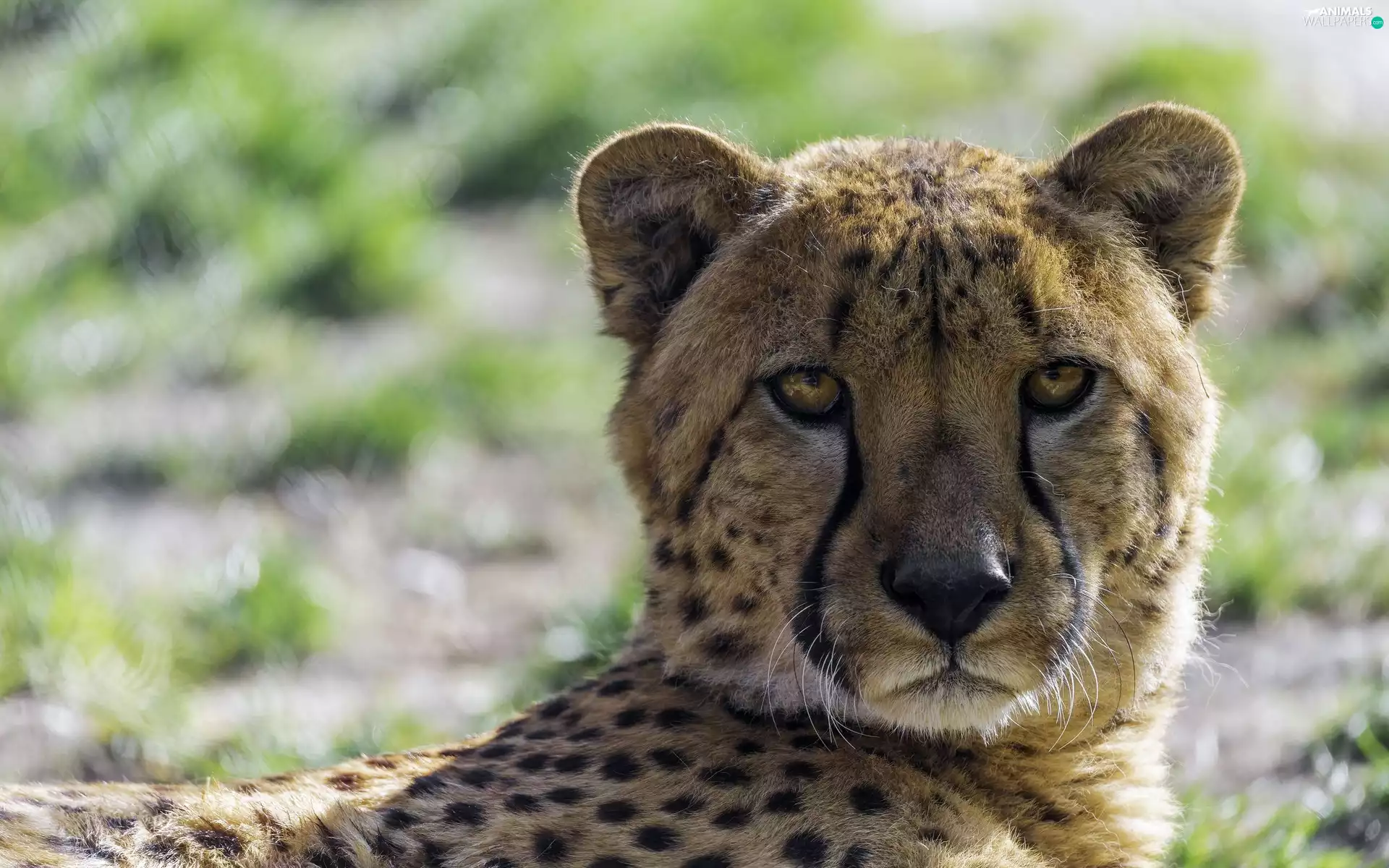 Drapieżnik, Cheetah, The look
