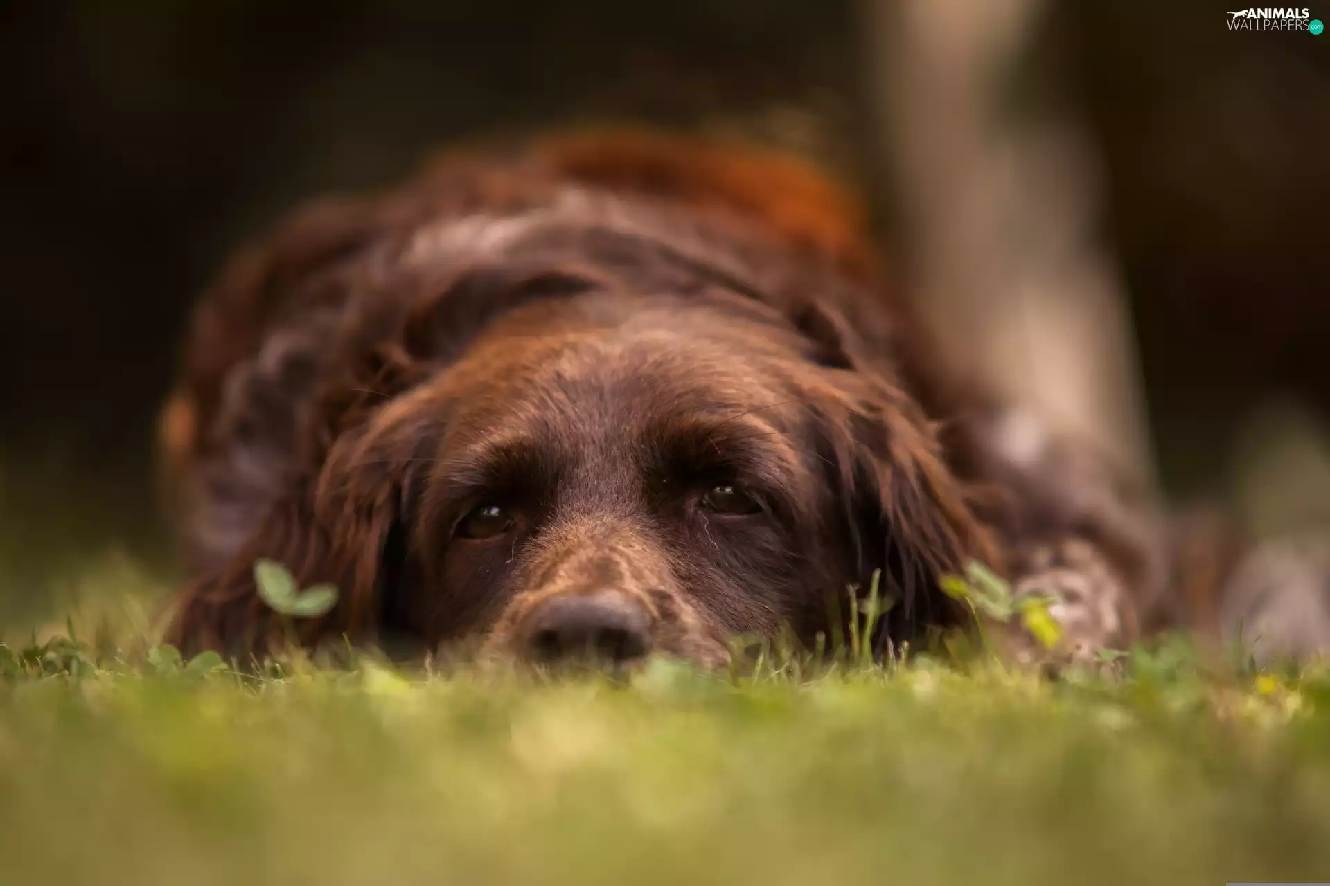 grass, doggy, The look