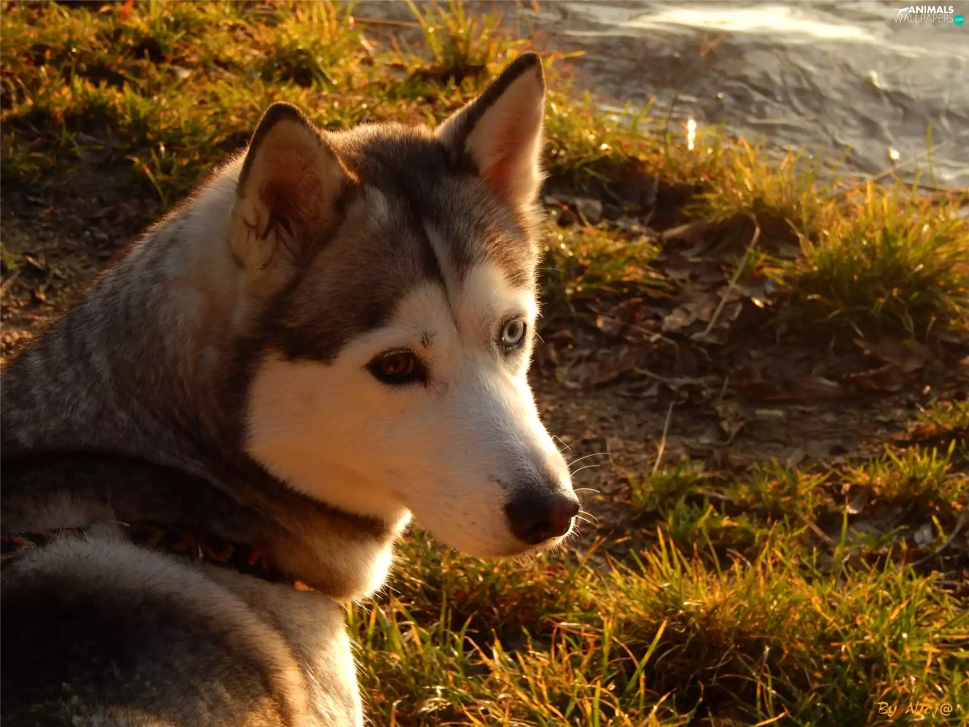 grass, Husky, The look
