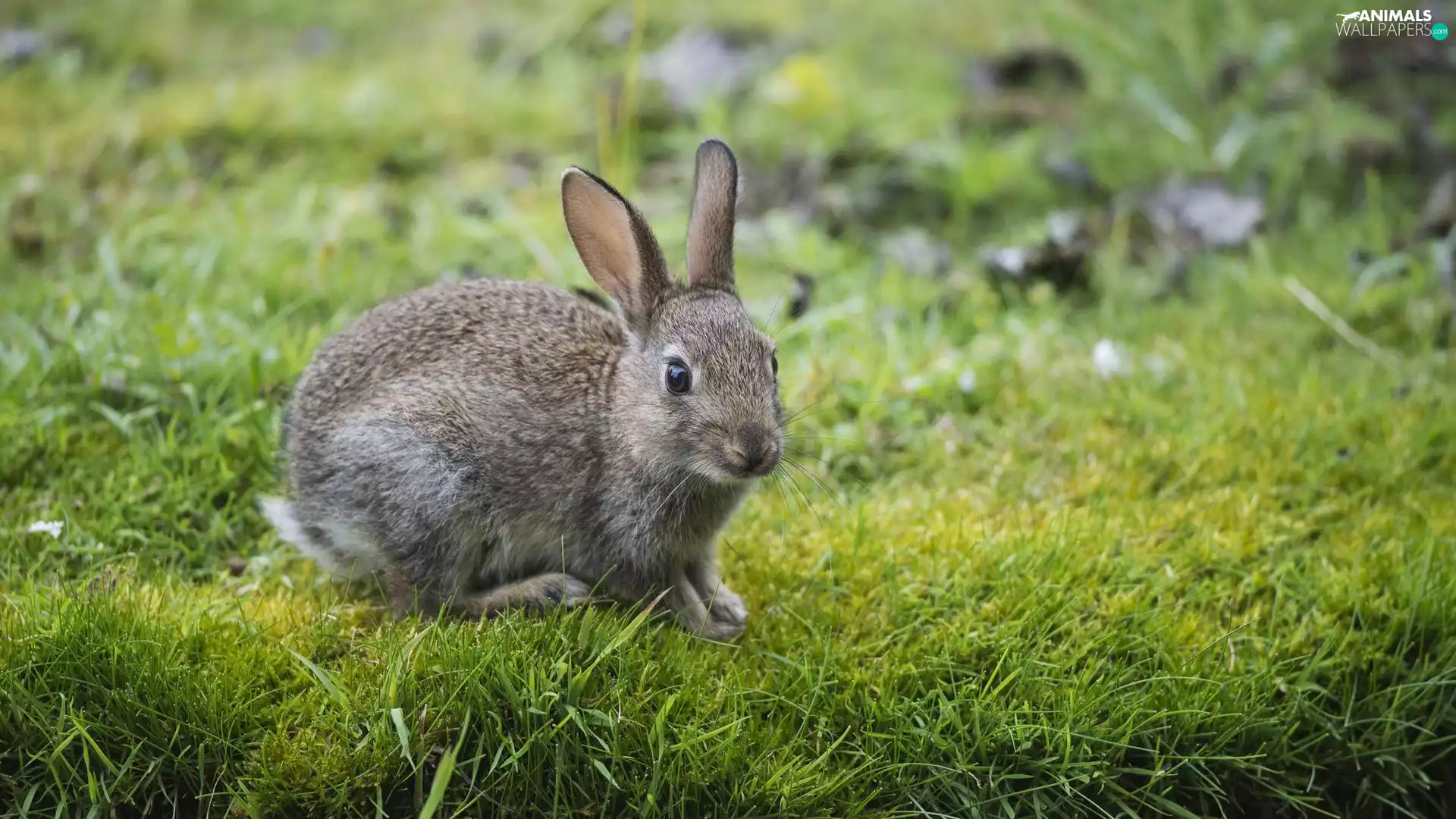 grass, Rabbit, The look